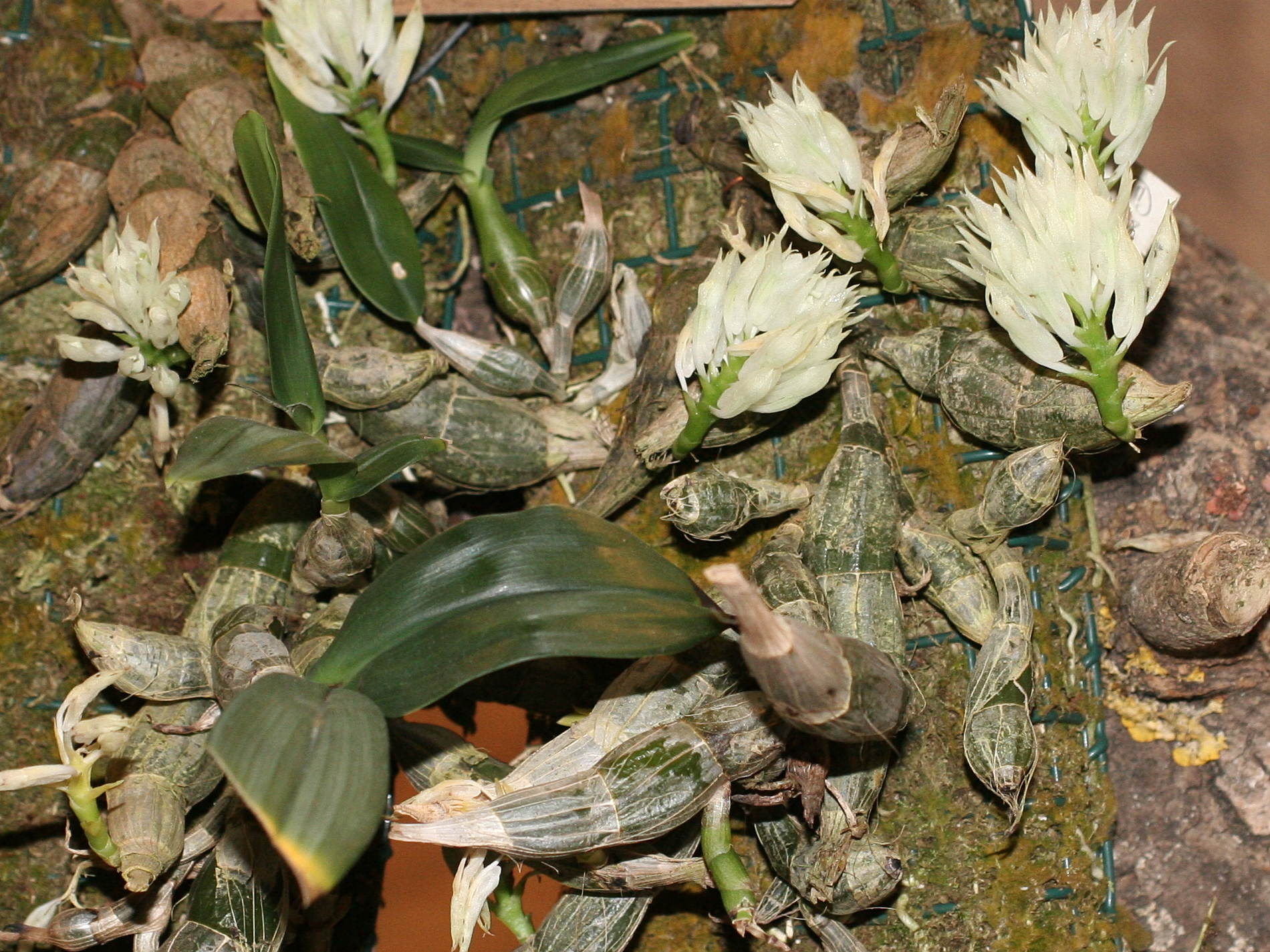 dendrobium_mimiense1md