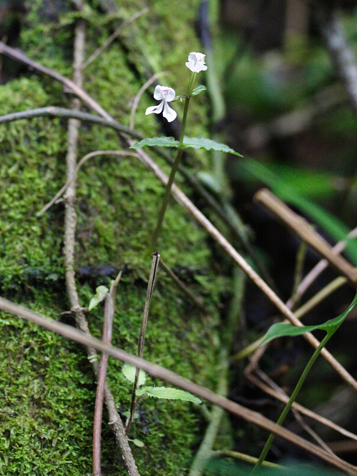 Afficher le média disperis_oppositifolia1md disperis_oppositifolia1md