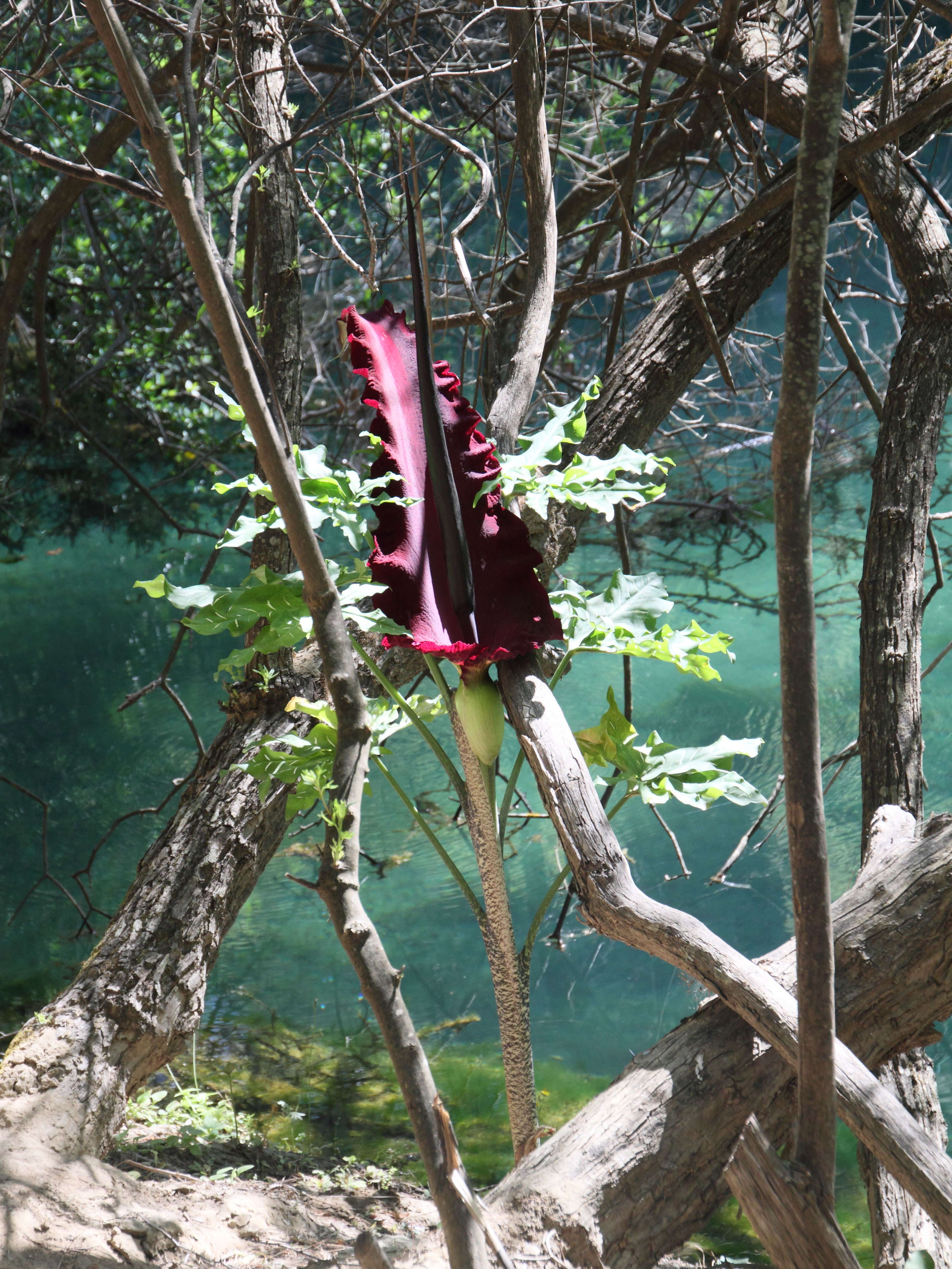 dracunculus_vulgaris1bd