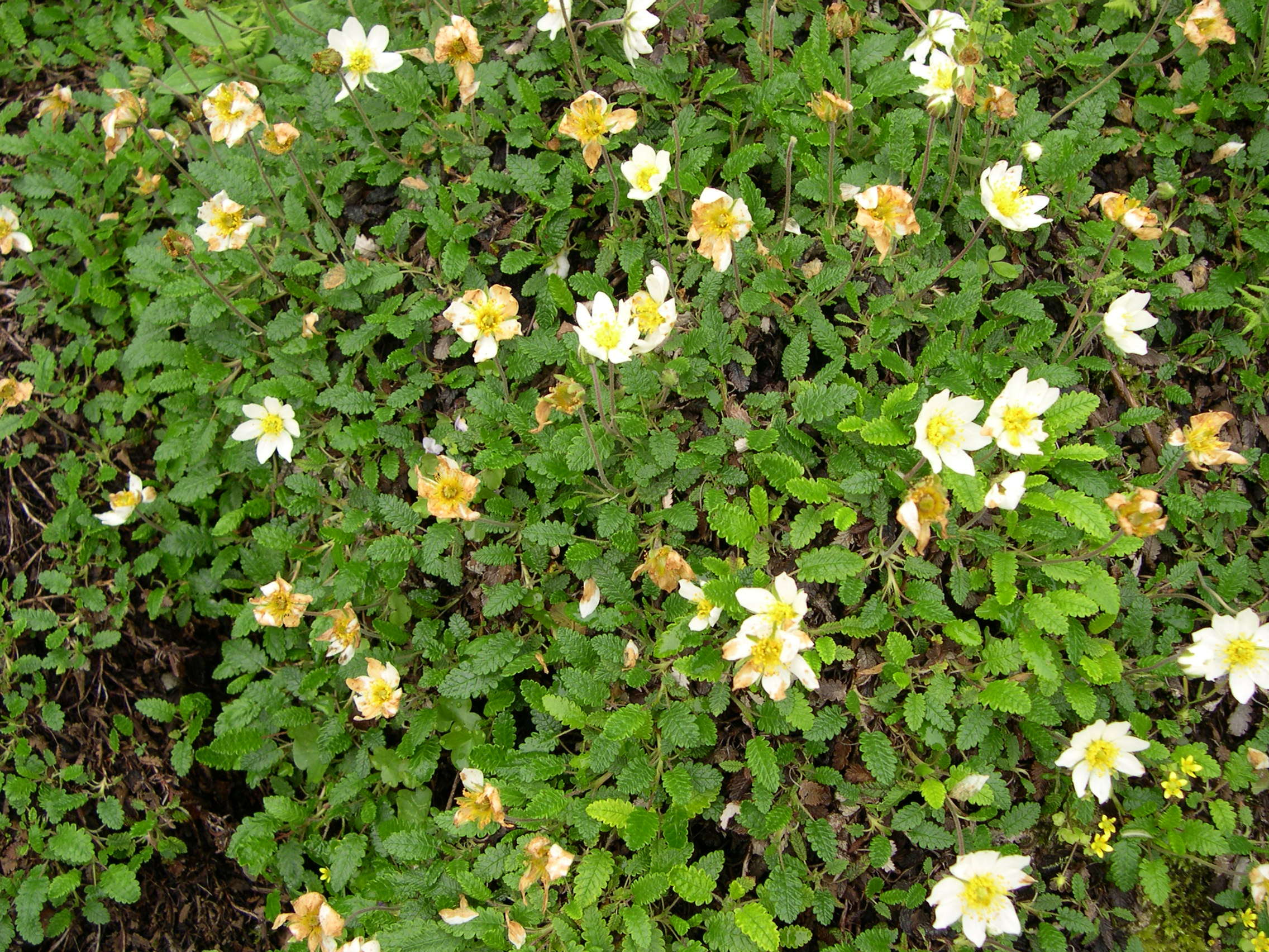 dryas_octopetala1md