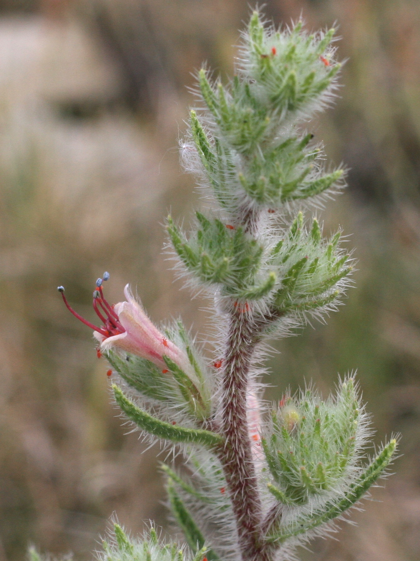 Afficher le média echium_italicum2md echium_italicum2md