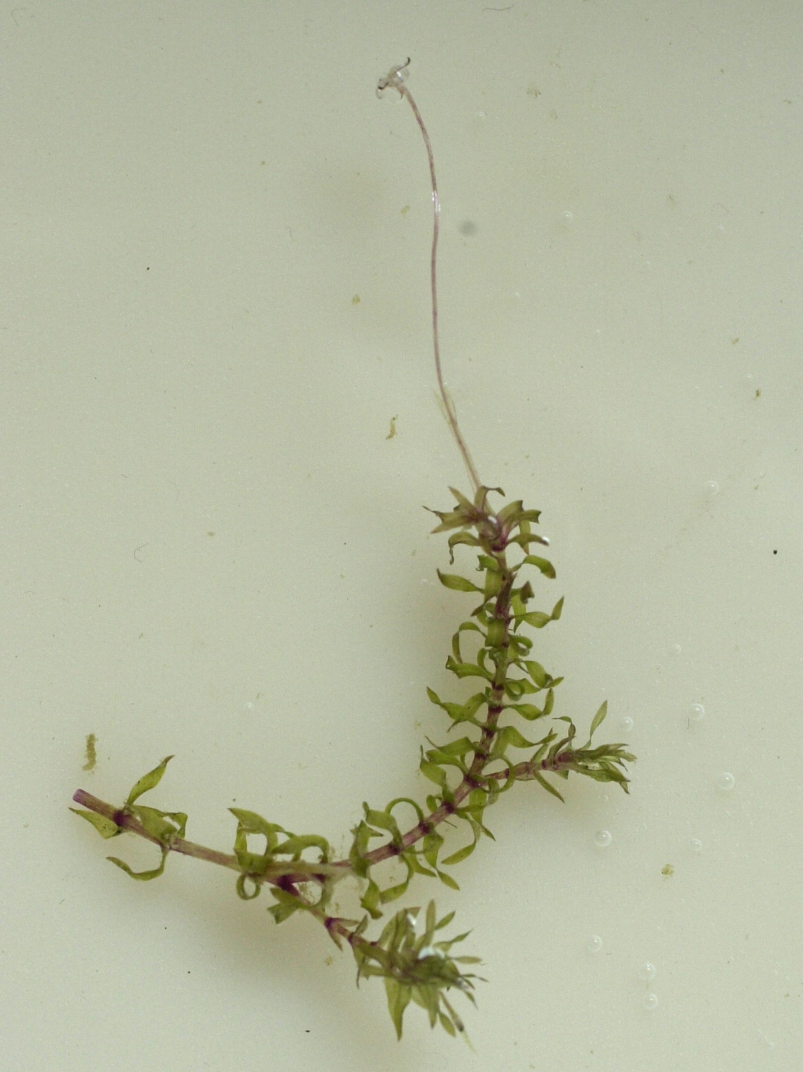 elodea_nuttallii1md