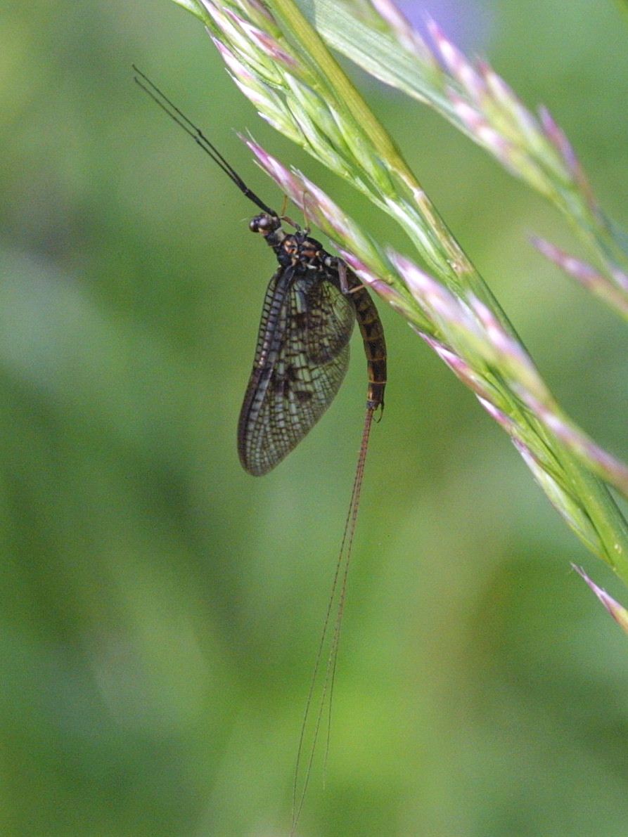 Afficher le média ephemera_vulgata2md ephemera_vulgata2md