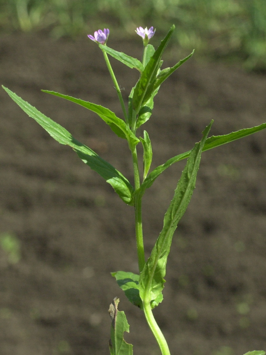 Afficher le média Epilobium_tetragonum Epilobium_tetragonum