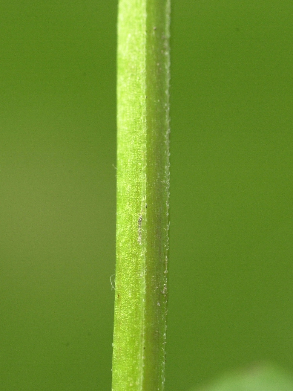 Afficher le média Epilobium_tetragonum Epilobium_tetragonum