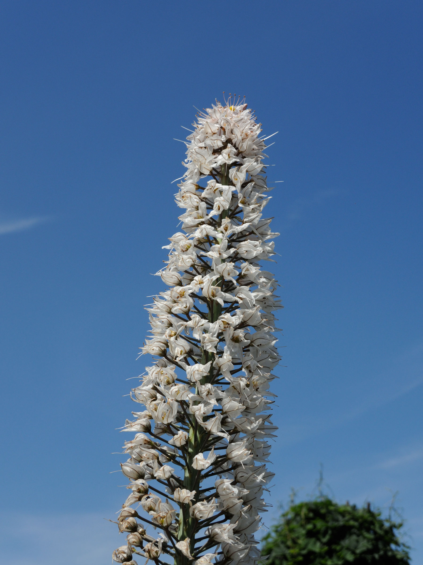 eremurus_robustus2md