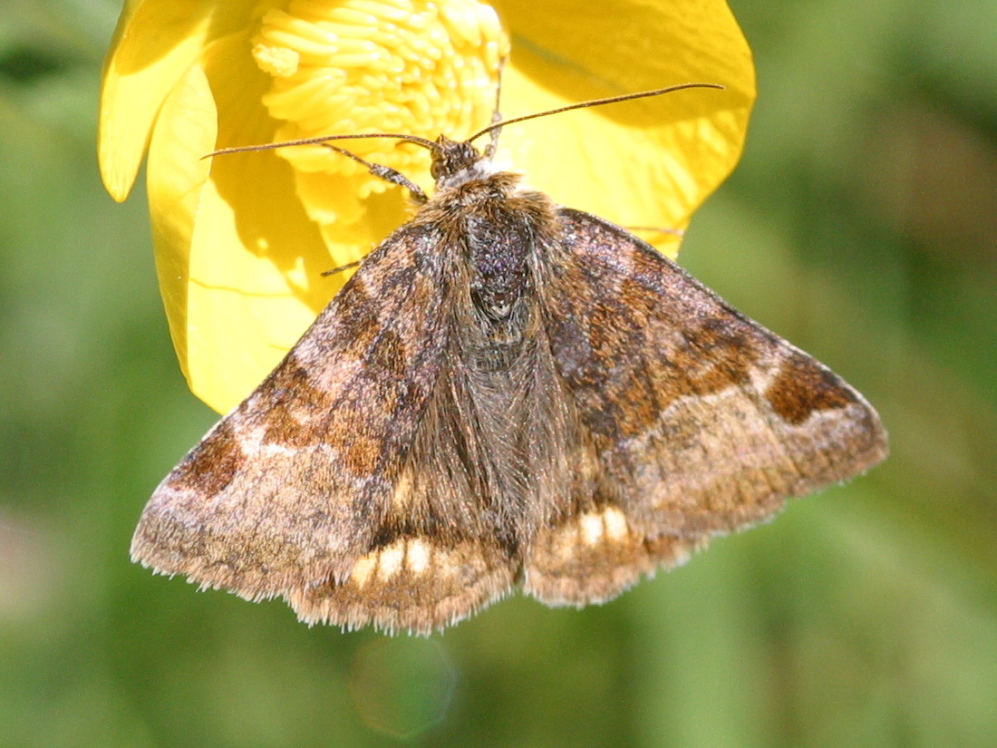 euclidia_glyphica4bd