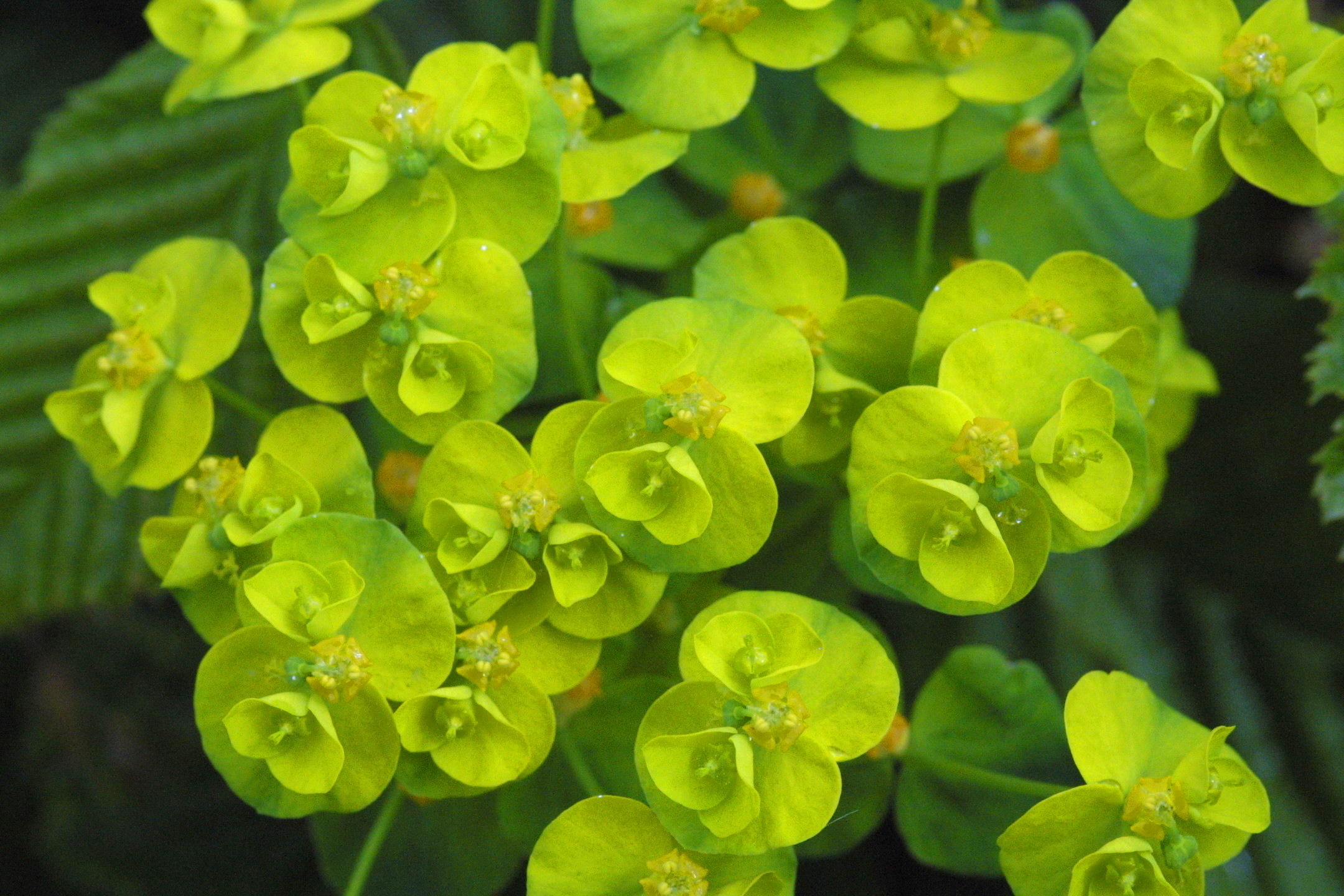 Afficher le média euphorbia_cyparissias2md euphorbia_cyparissias2md