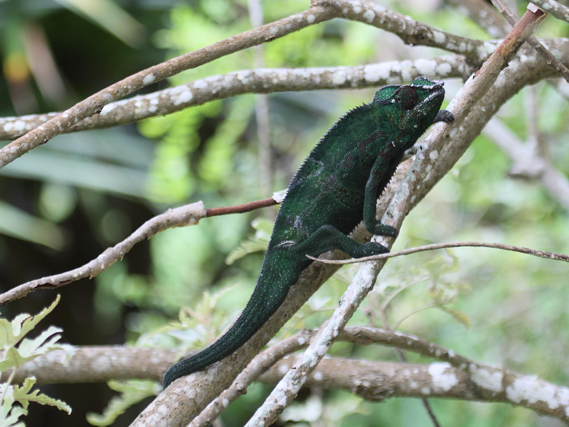 furcifer_pardalis7bd