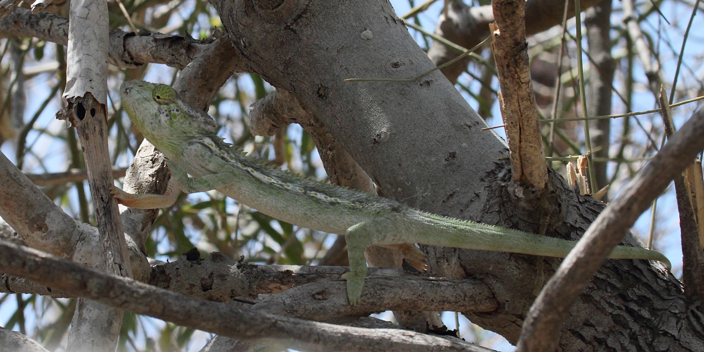 furcifer_verrucosus7bd