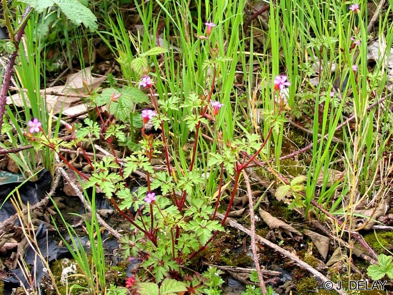 geranium_purpureum2jd