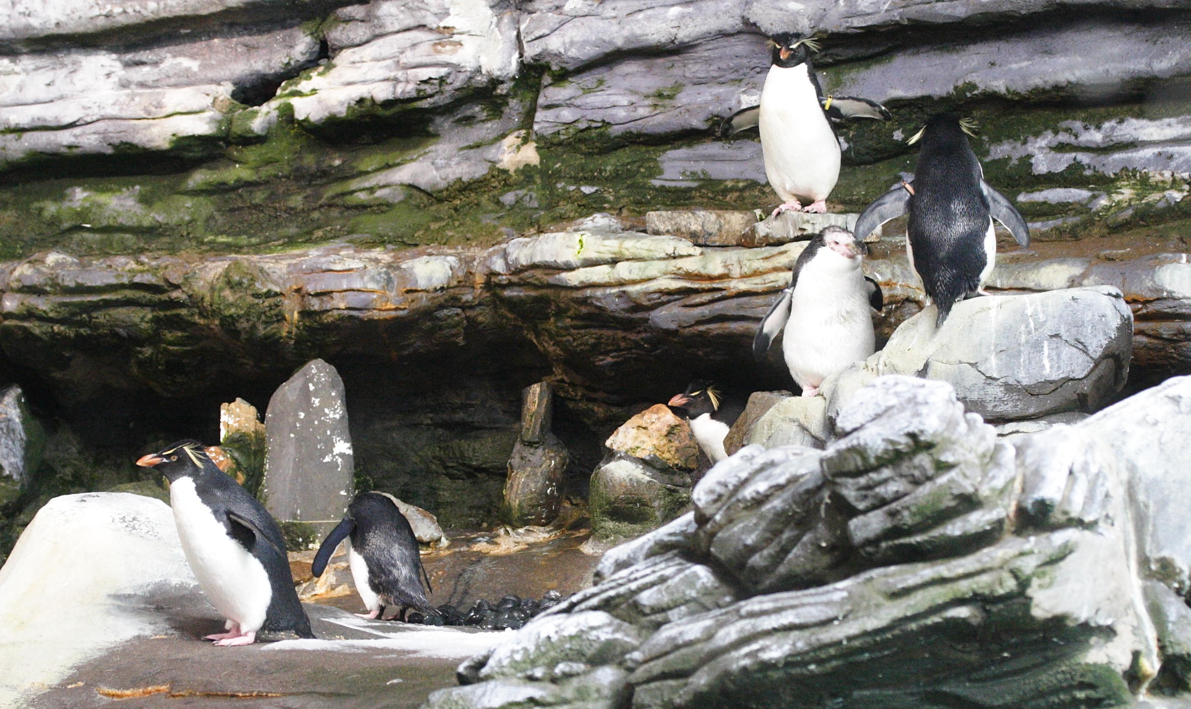 gorfou_sauteur_-_eudyptes_chrysocome1md