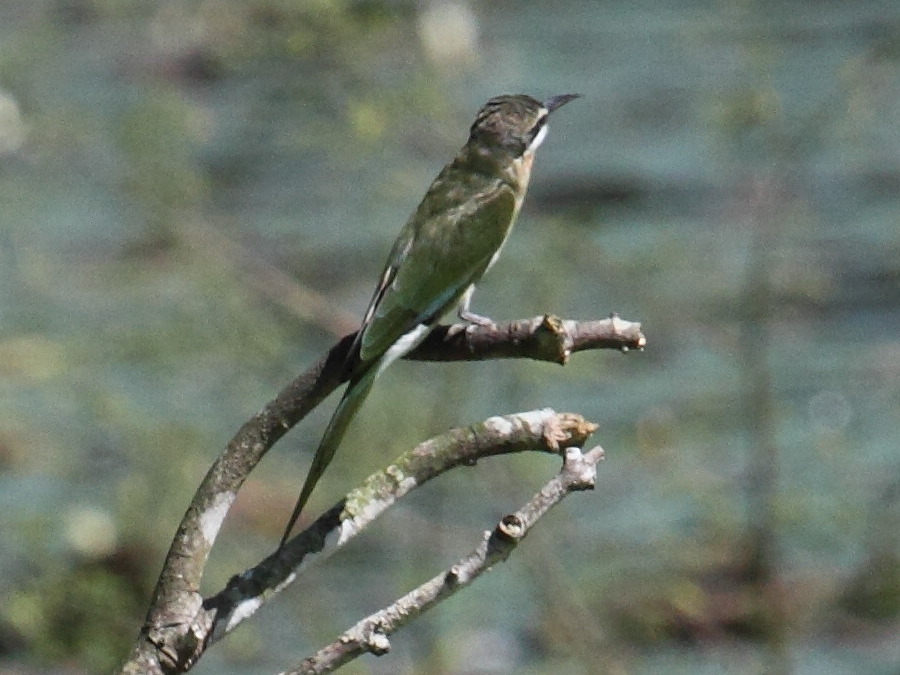 guepier_de_madagascar_-_merops_superciliosus3bd