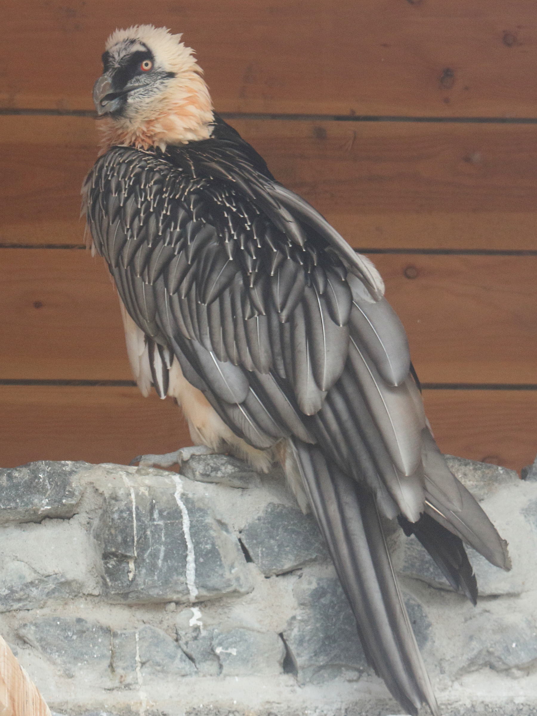 gypaete_barbu_-_gypaetus_barbatus5bd