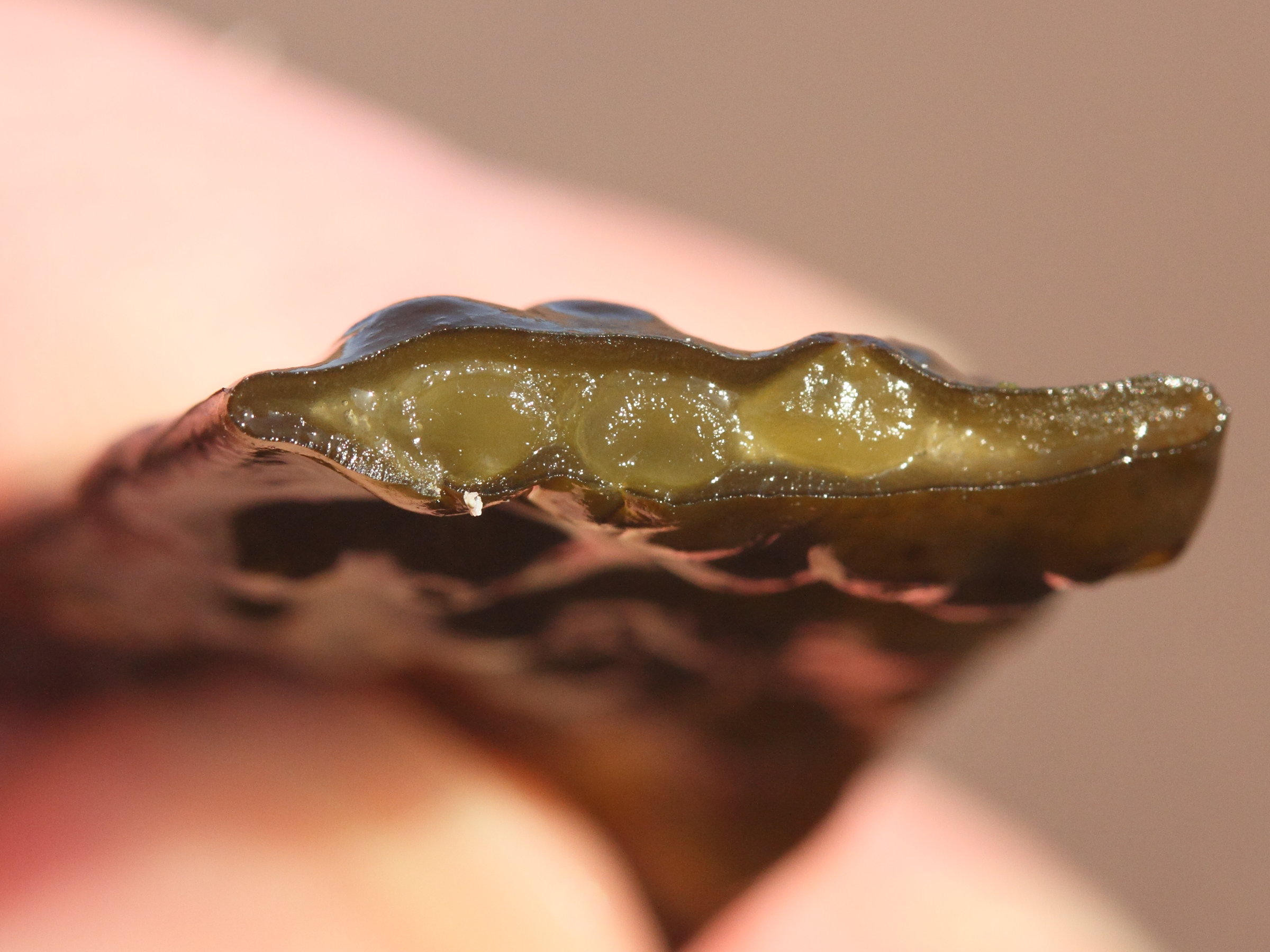 Afficher le média himanthalia_elongata10md himanthalia_elongata10md