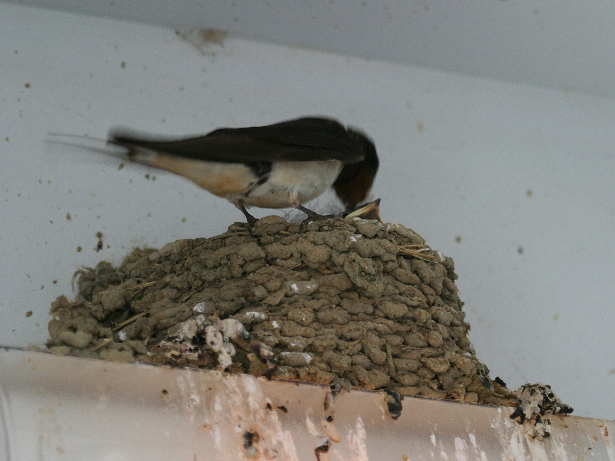 hirondelle_rustique_-_hirundo_rustica1cbd