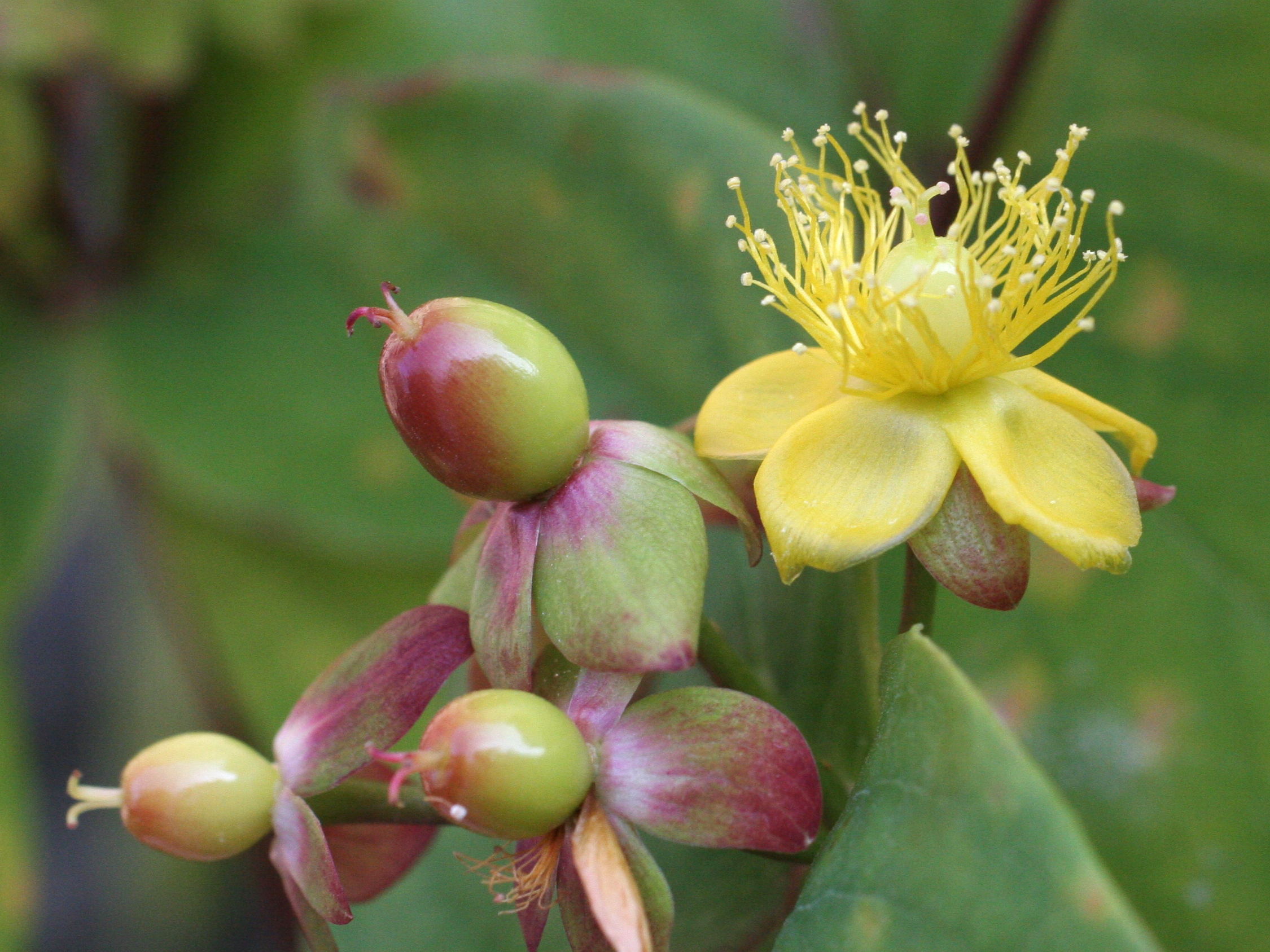 Afficher le média hypericum_androsaemum2md hypericum_androsaemum2md