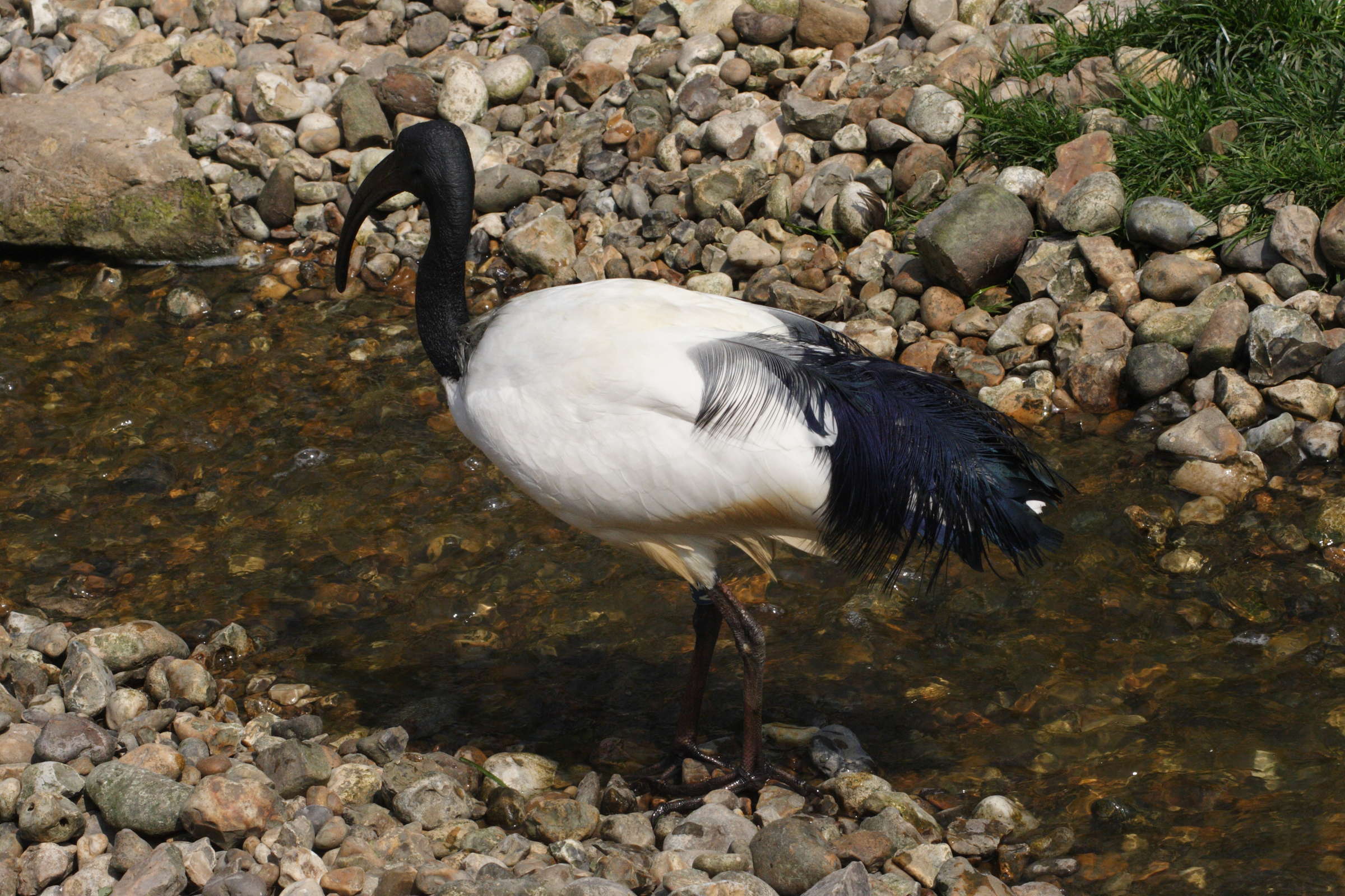 ibis_sacre_-_threskiornis_aethiopicus3md