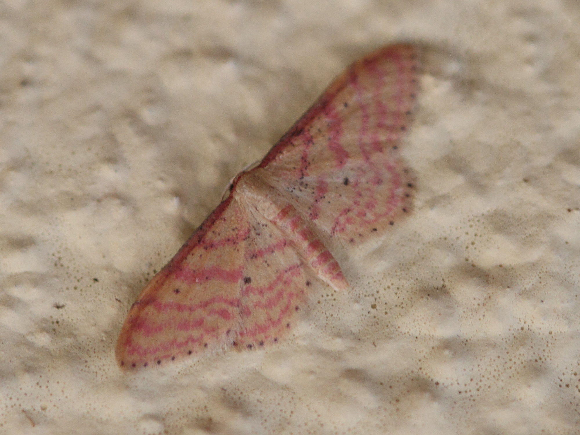 idaea_rhodogrammaria1bd