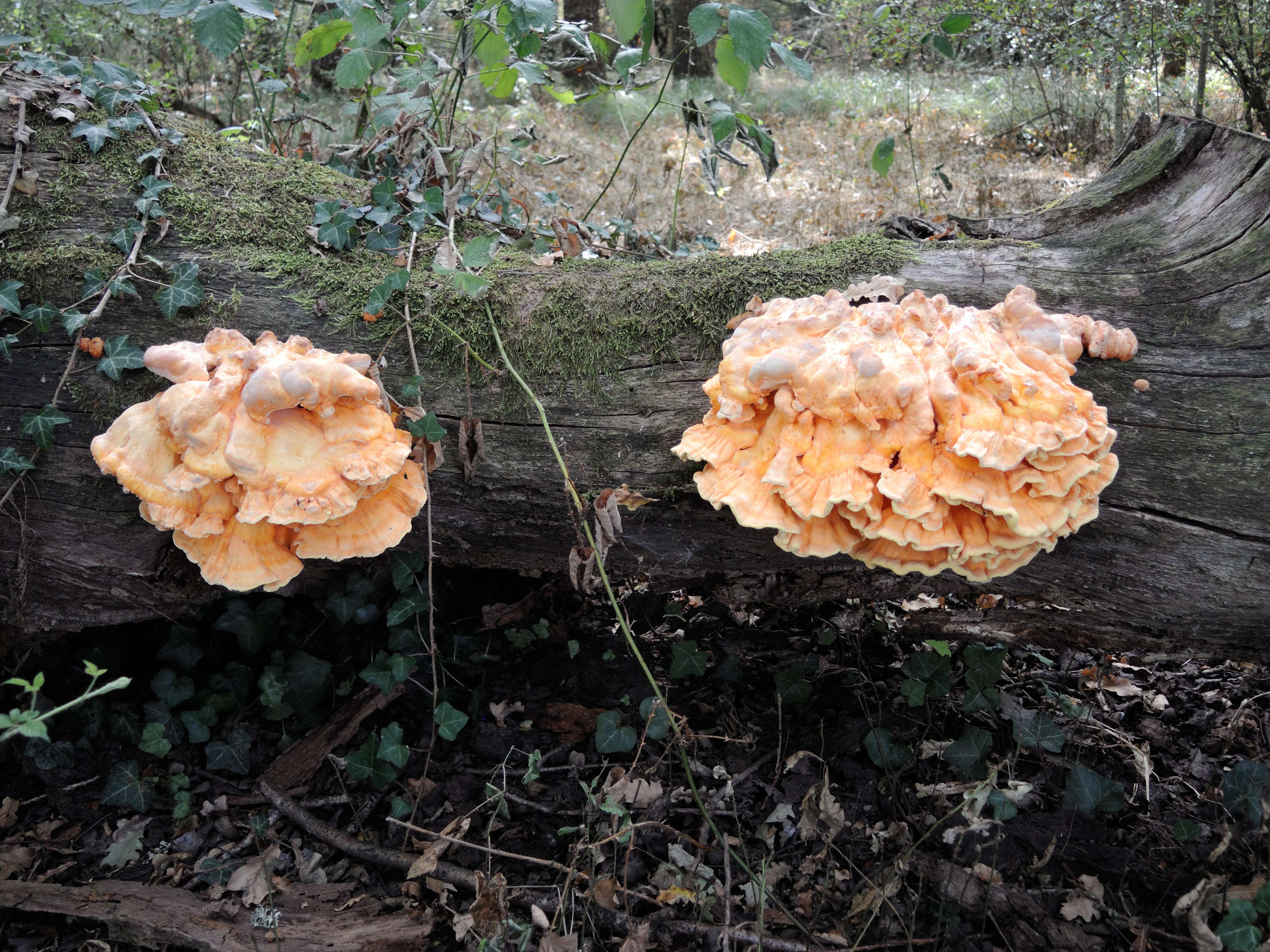 Afficher le média laetiporus_sulphureus5md laetiporus_sulphureus5md