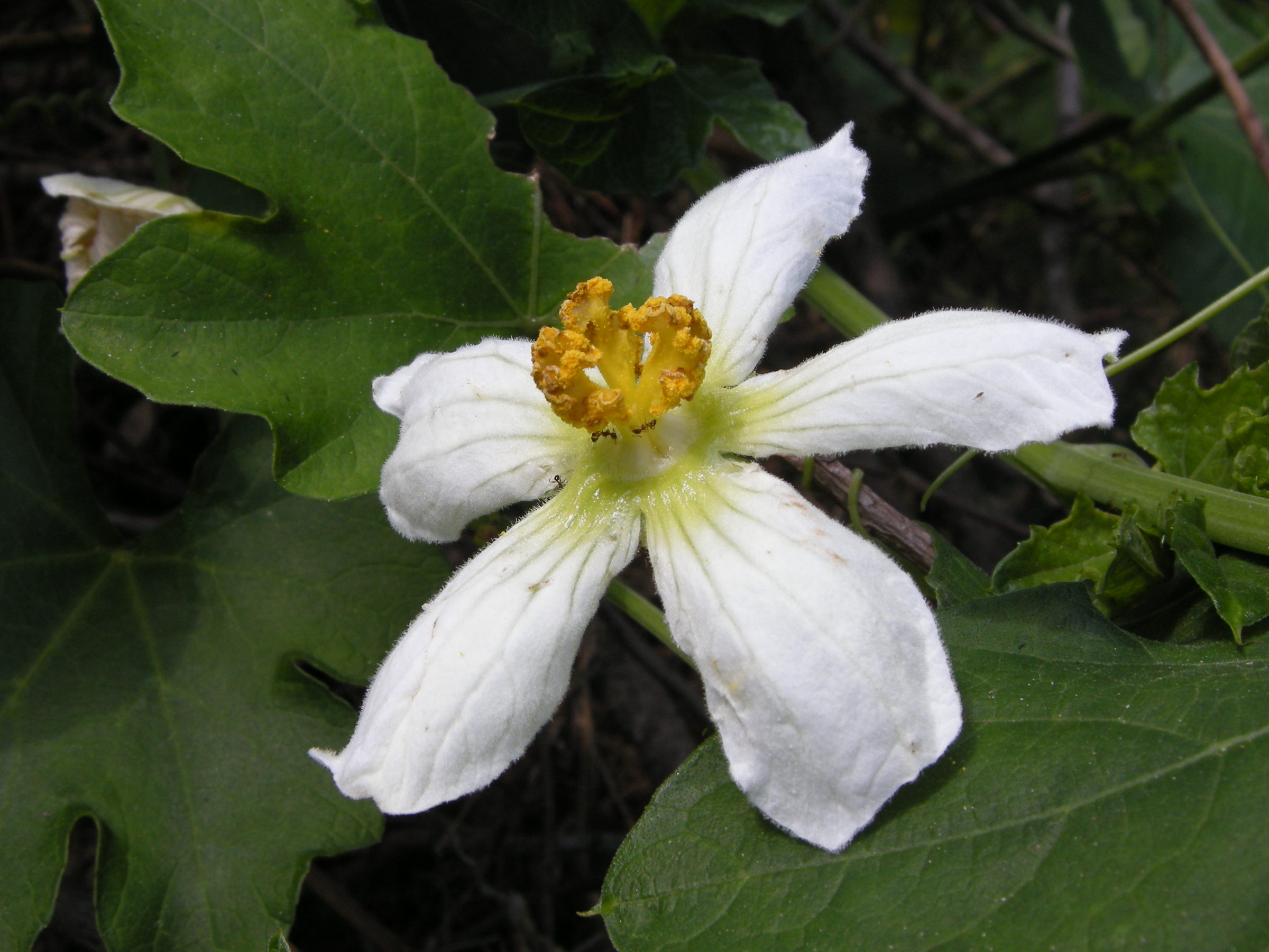 lagenaria_sphaerica3md