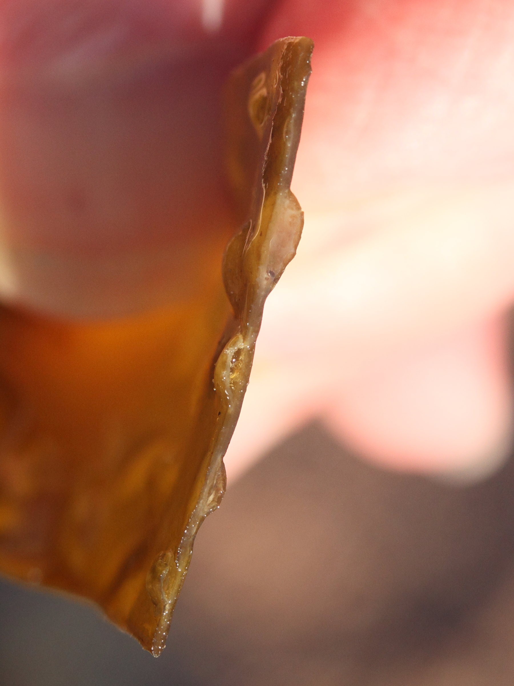 laminaria_hyperborea7md