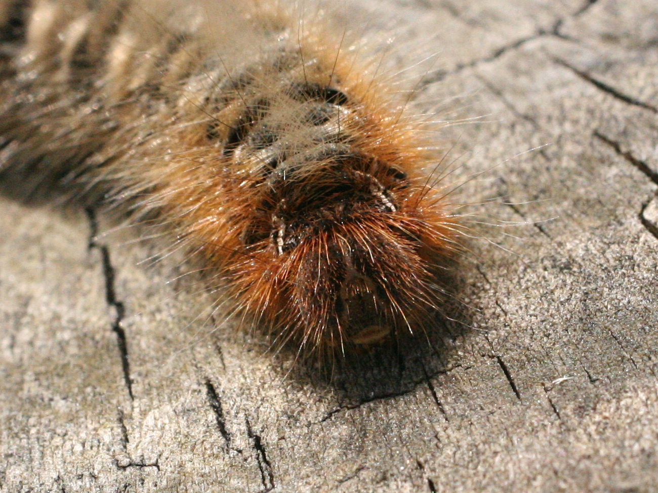 lasiocampa_quercus_ch4md