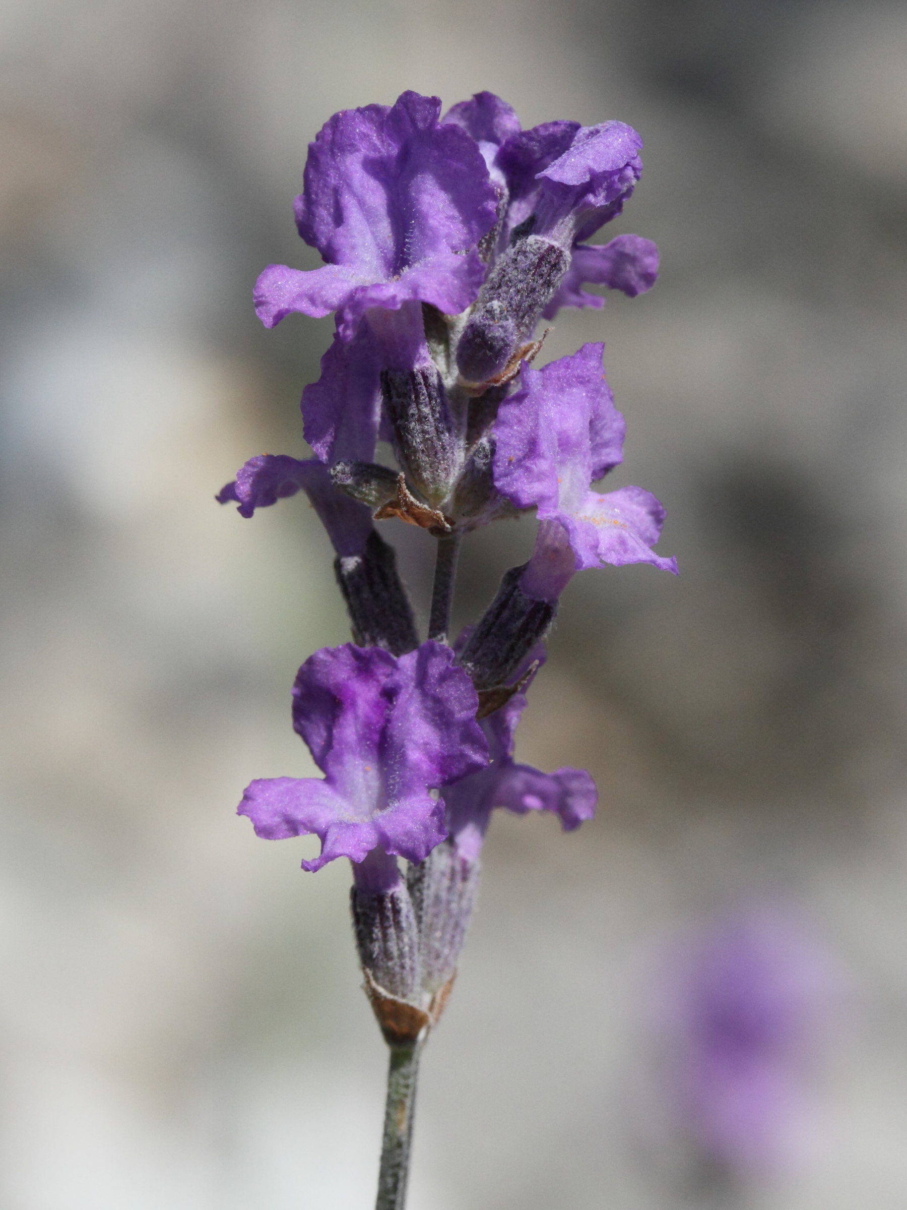 Lavandula_angustifolia