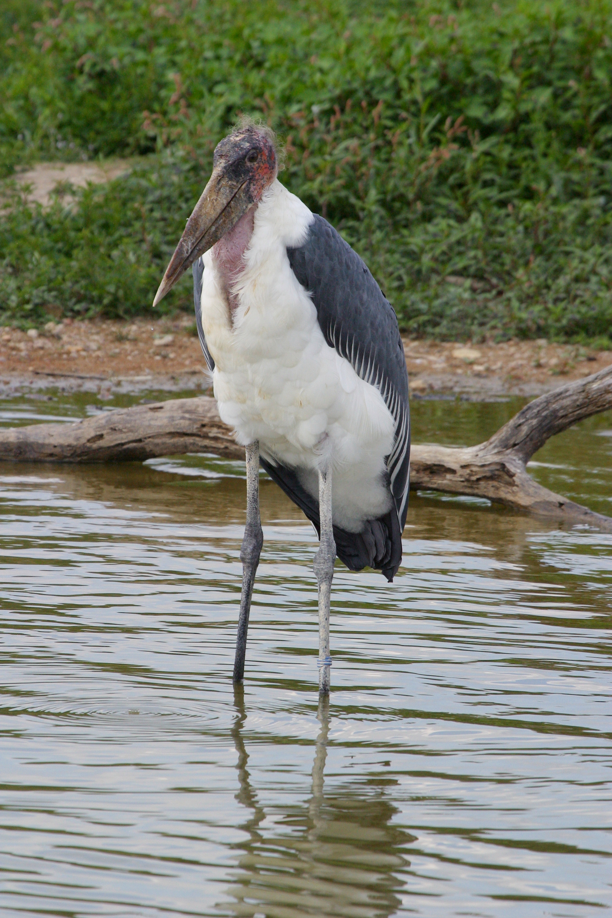 Leptoptilos_crumenifer