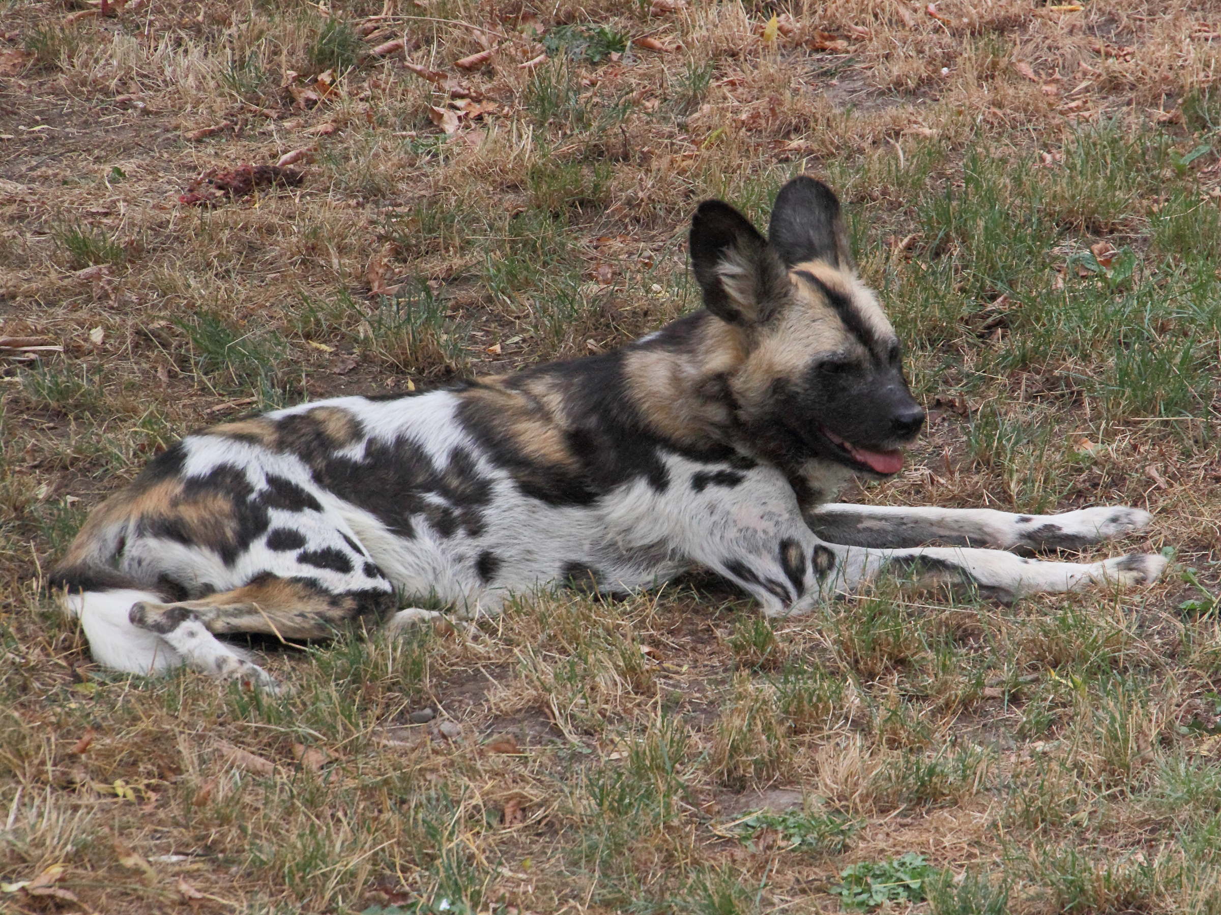 Afficher le média lycaon_pictus4md lycaon_pictus4md