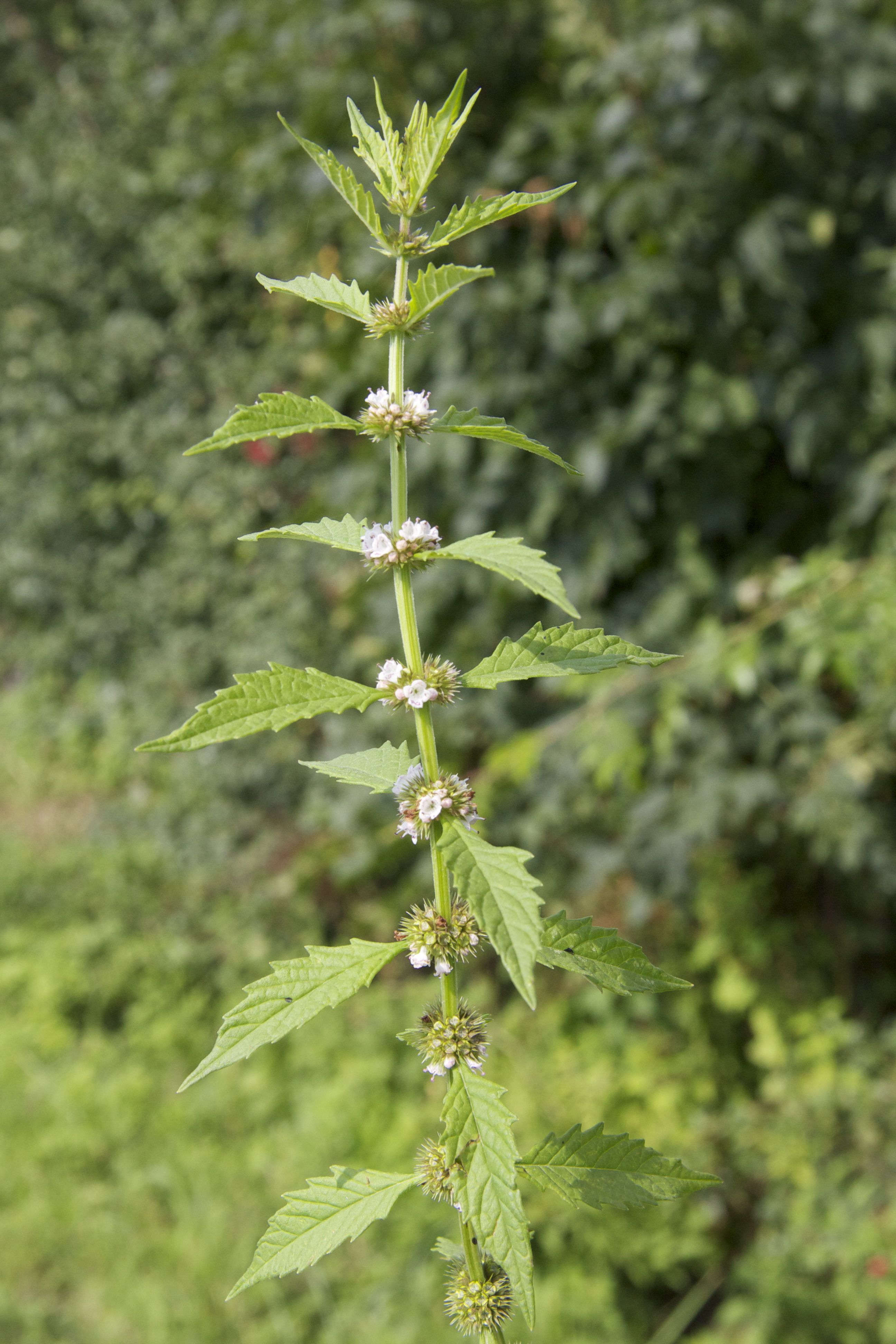 Afficher le média lycopus_europaeus1md lycopus_europaeus1md