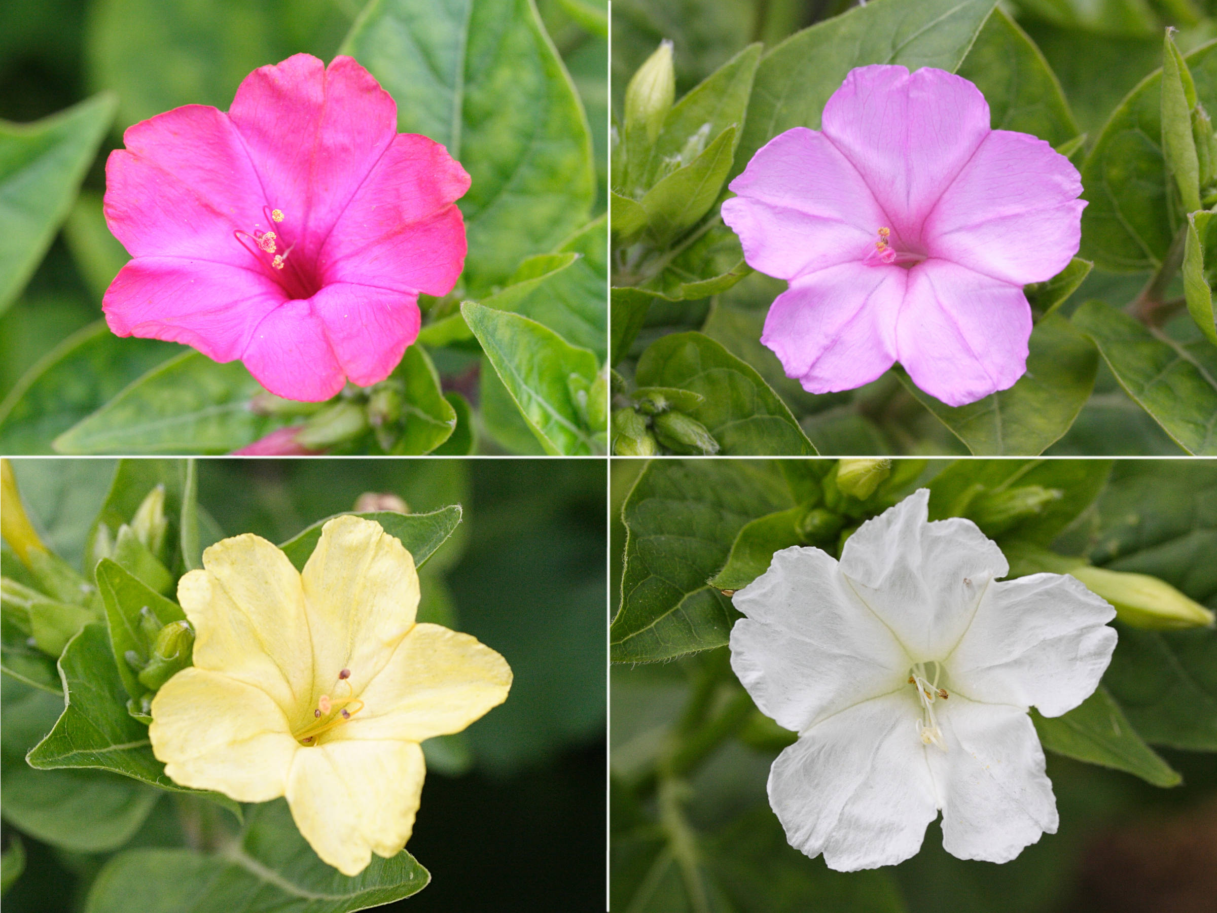 mirabilis_jalapa3md
