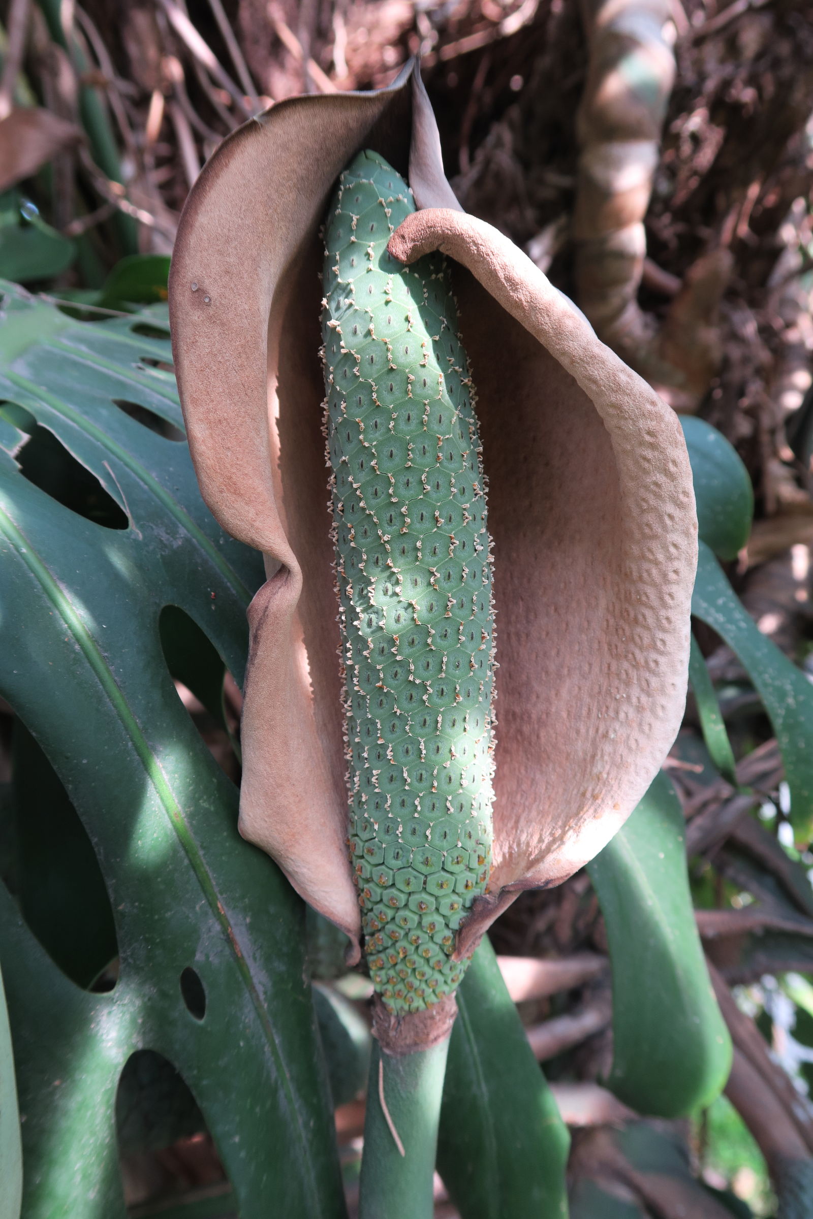 monstera_deliciosa9md