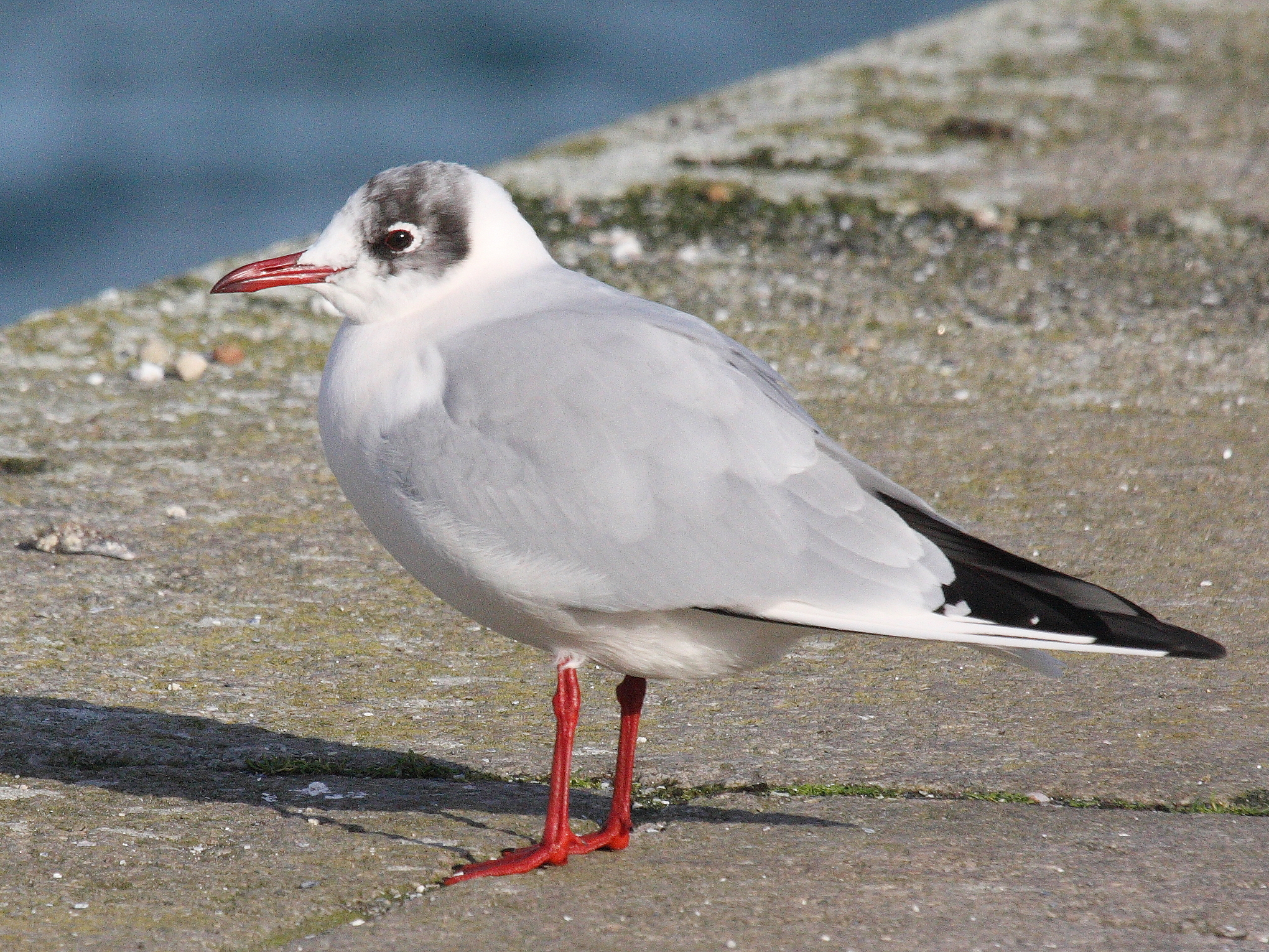 Afficher le média mouette_rieuse_-_chroicocephalus_ridibundus11bd mouette_rieuse_-_chroicocephalus_ridibundus11bd