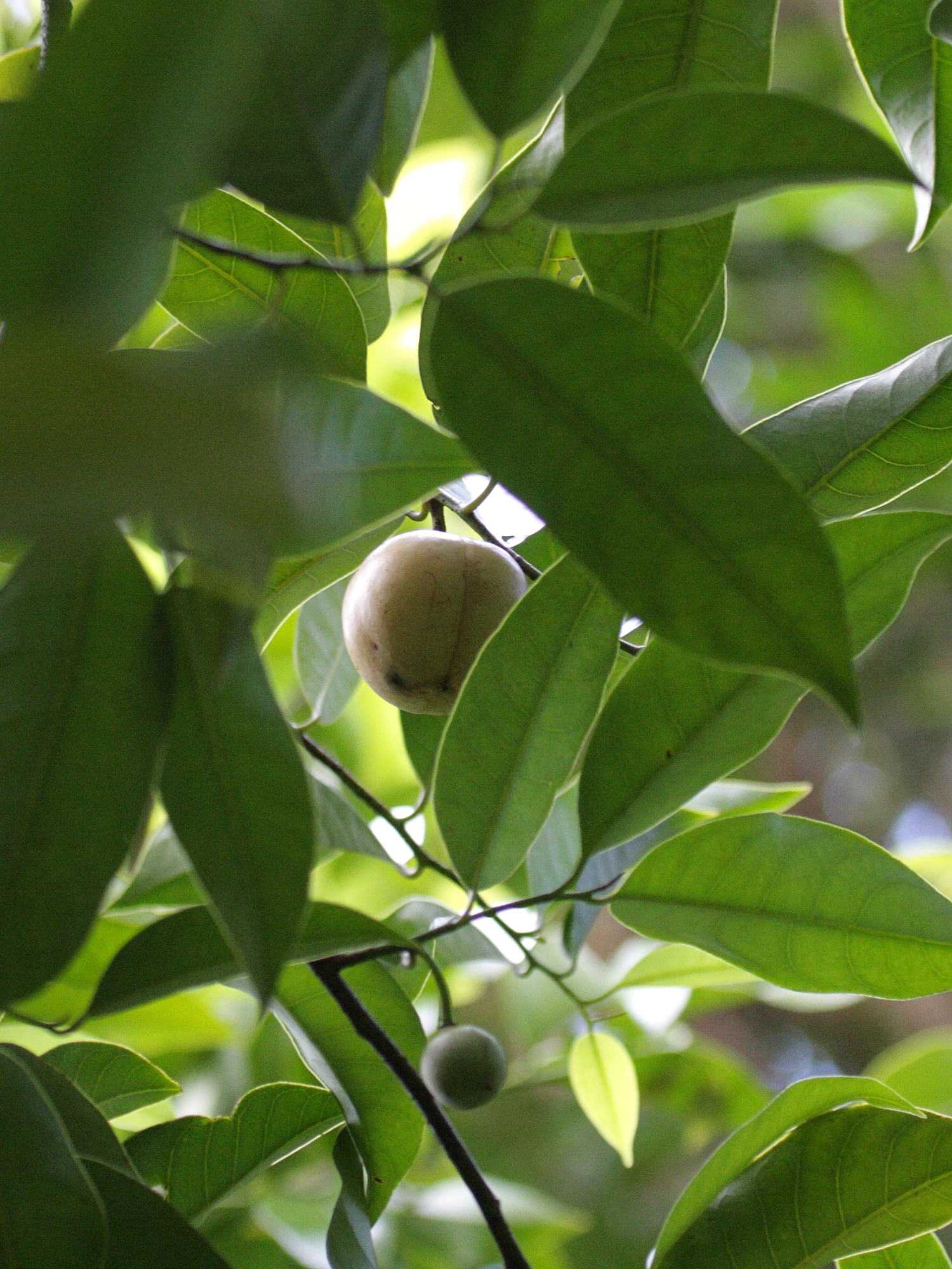 myristica_fragrans4bd