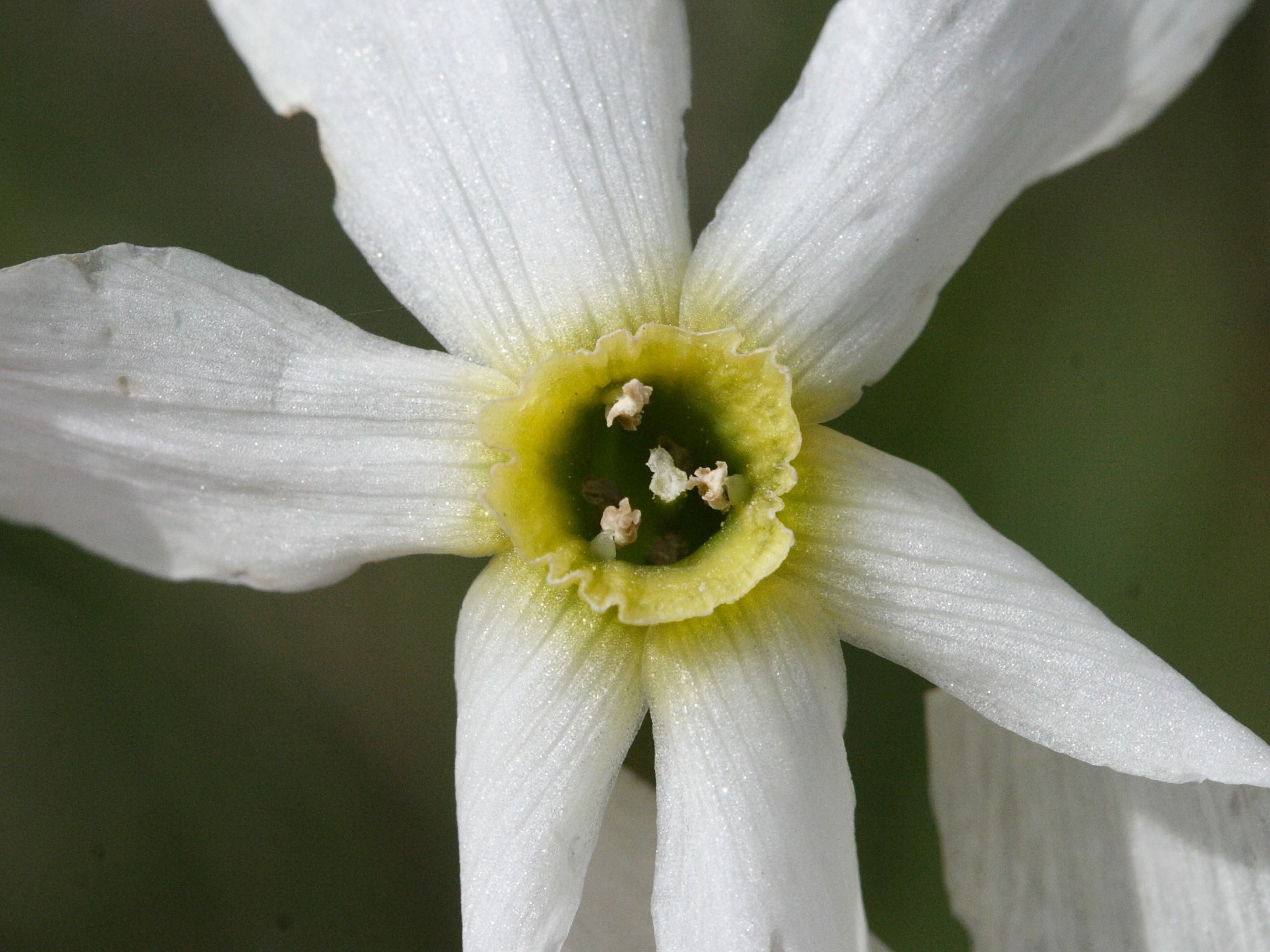 Afficher le média narcissus_poeticus4md narcissus_poeticus4md