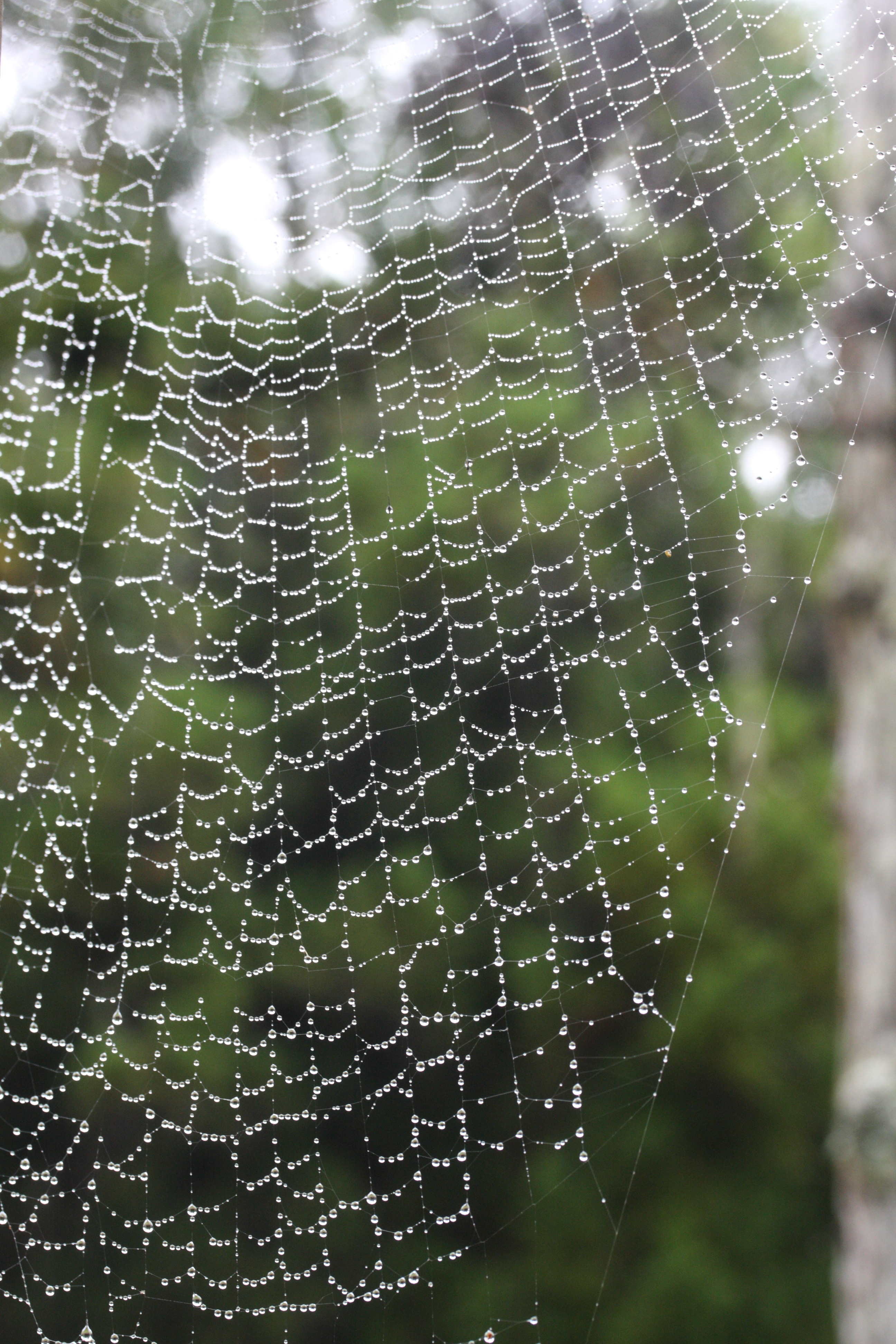 Nephila_inaurata ssp. inaurata