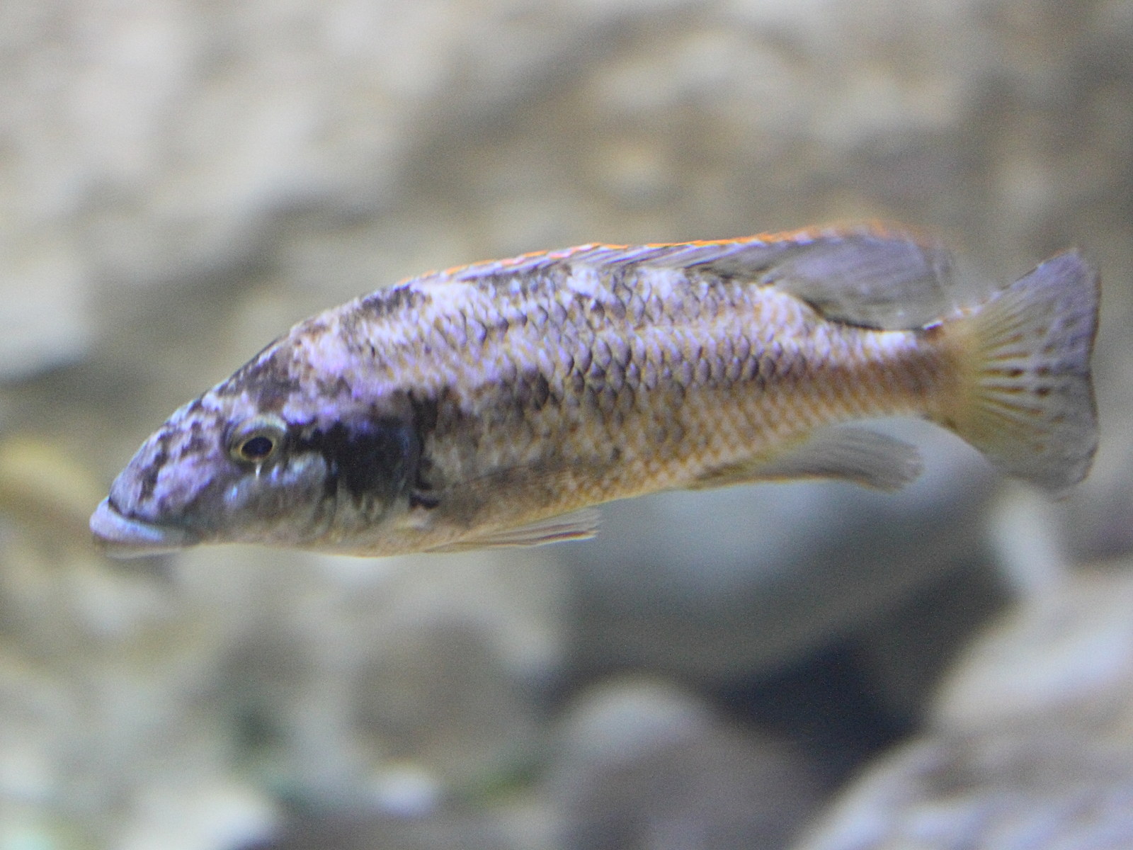 nimbochromis_polystigma2md