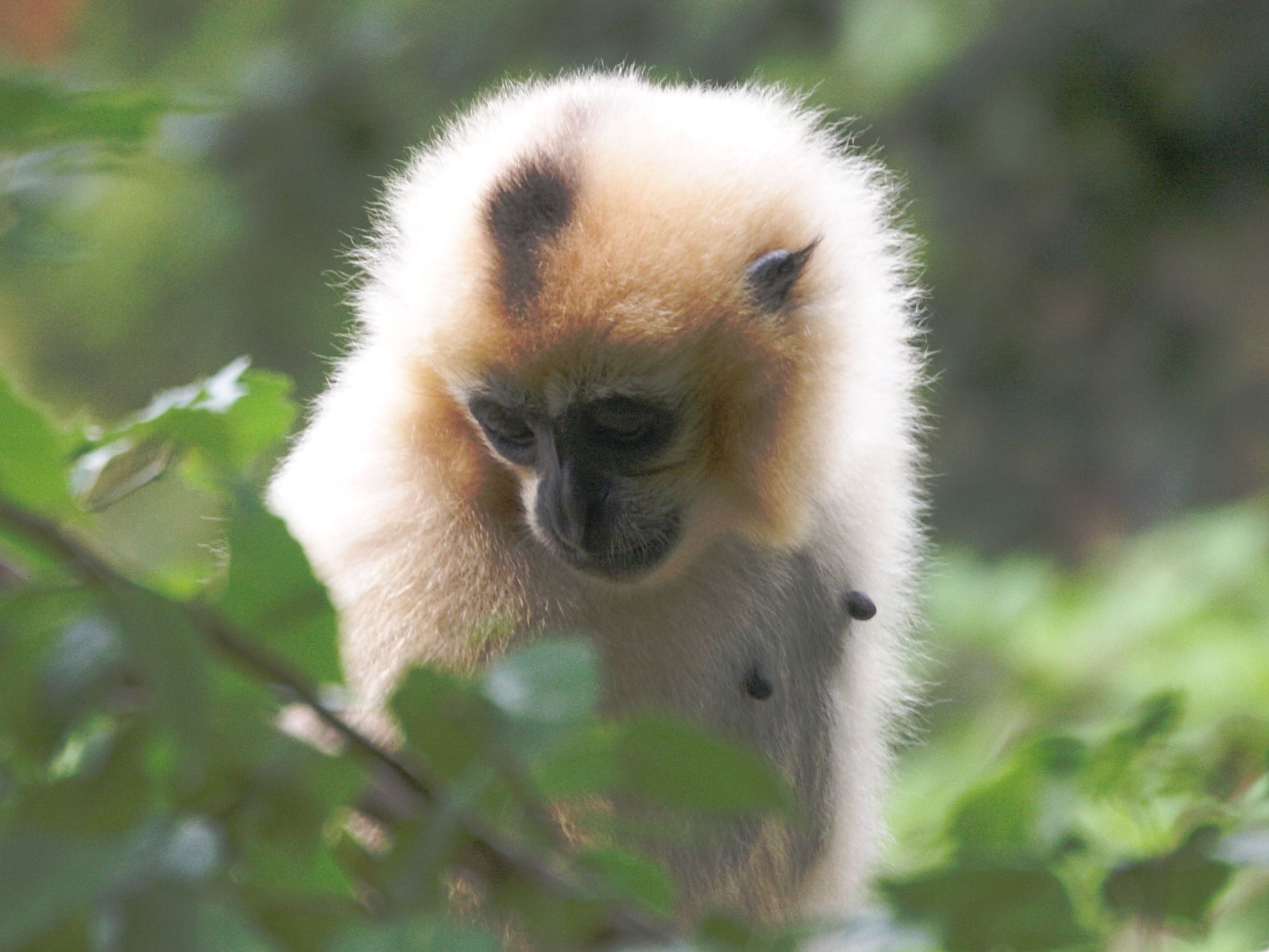 nomascus_gabriellae4md