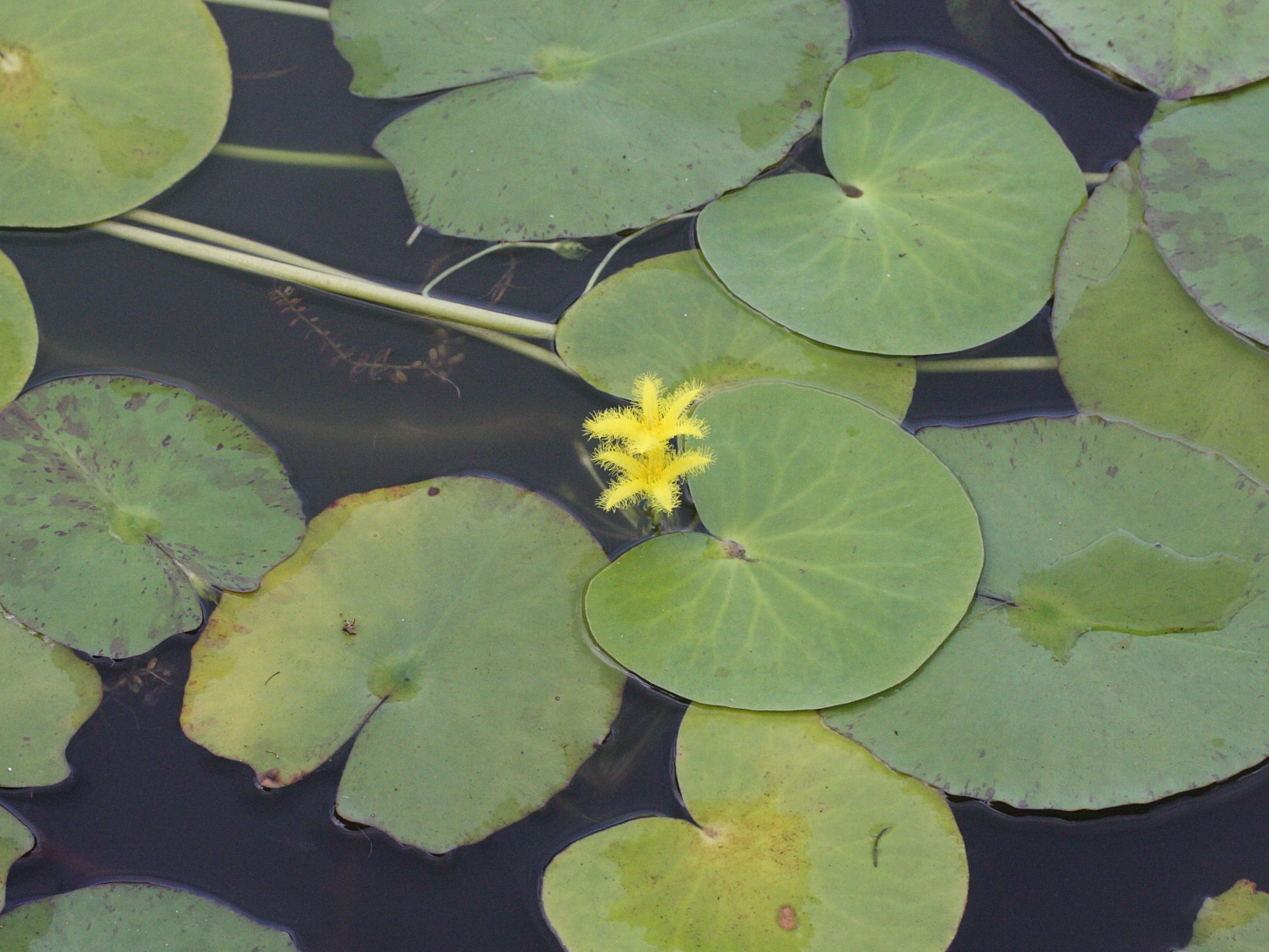 Afficher le média nymphoides_indica1md nymphoides_indica1md