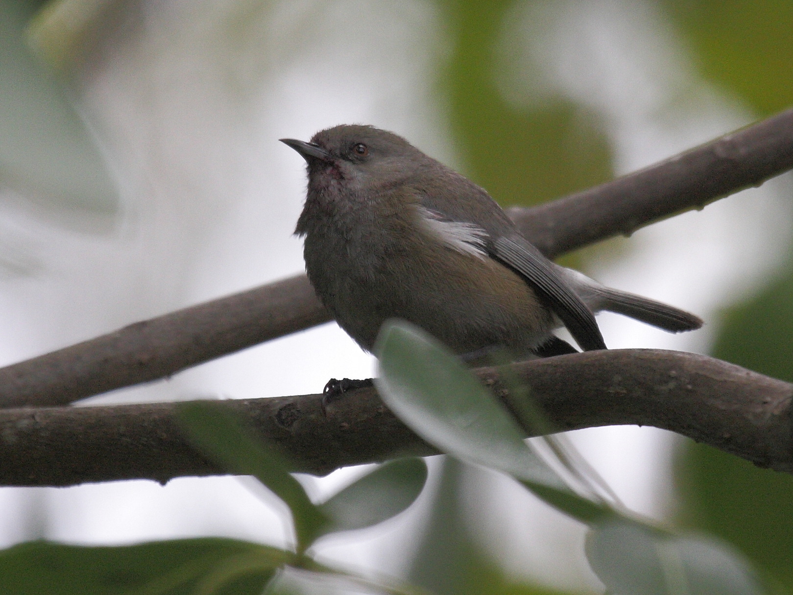 oiseau_lunettes_gris_-_zosterops_b_borbonicus3bd