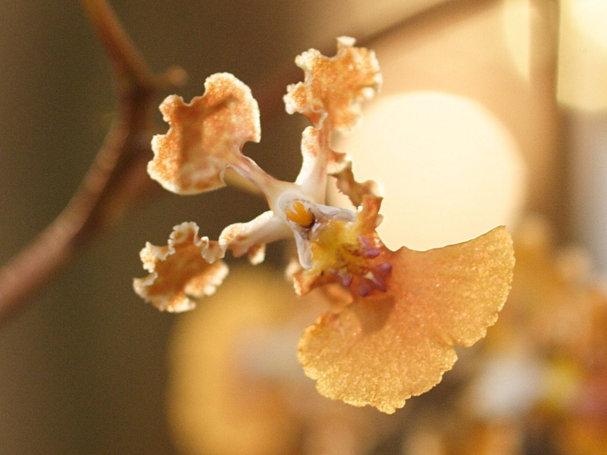 Afficher le média oncidium_splendidum4md oncidium_splendidum4md