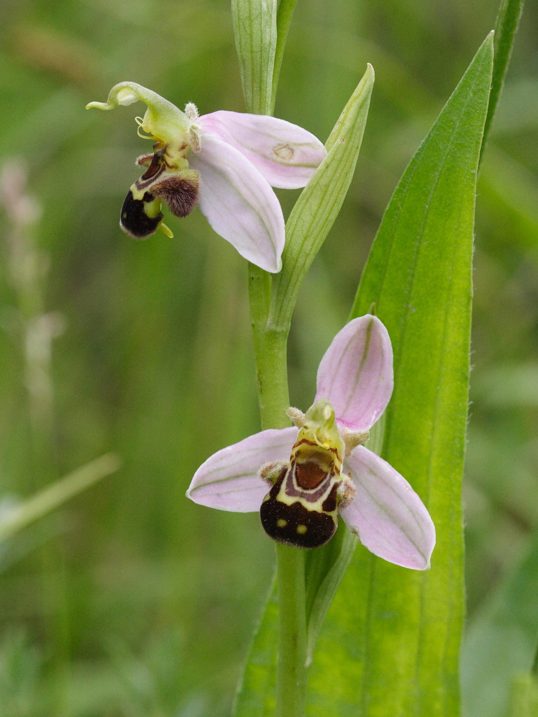 Afficher le média ophrys_apifera6md ophrys_apifera6md