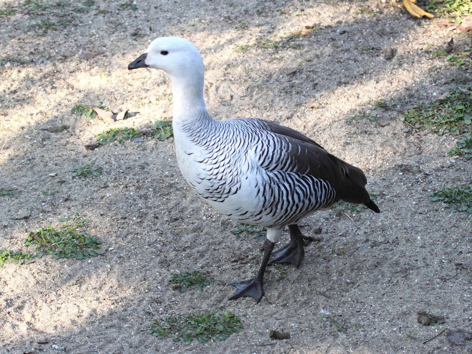 ouette_de_magellan_-_chloephaga_picta2bd