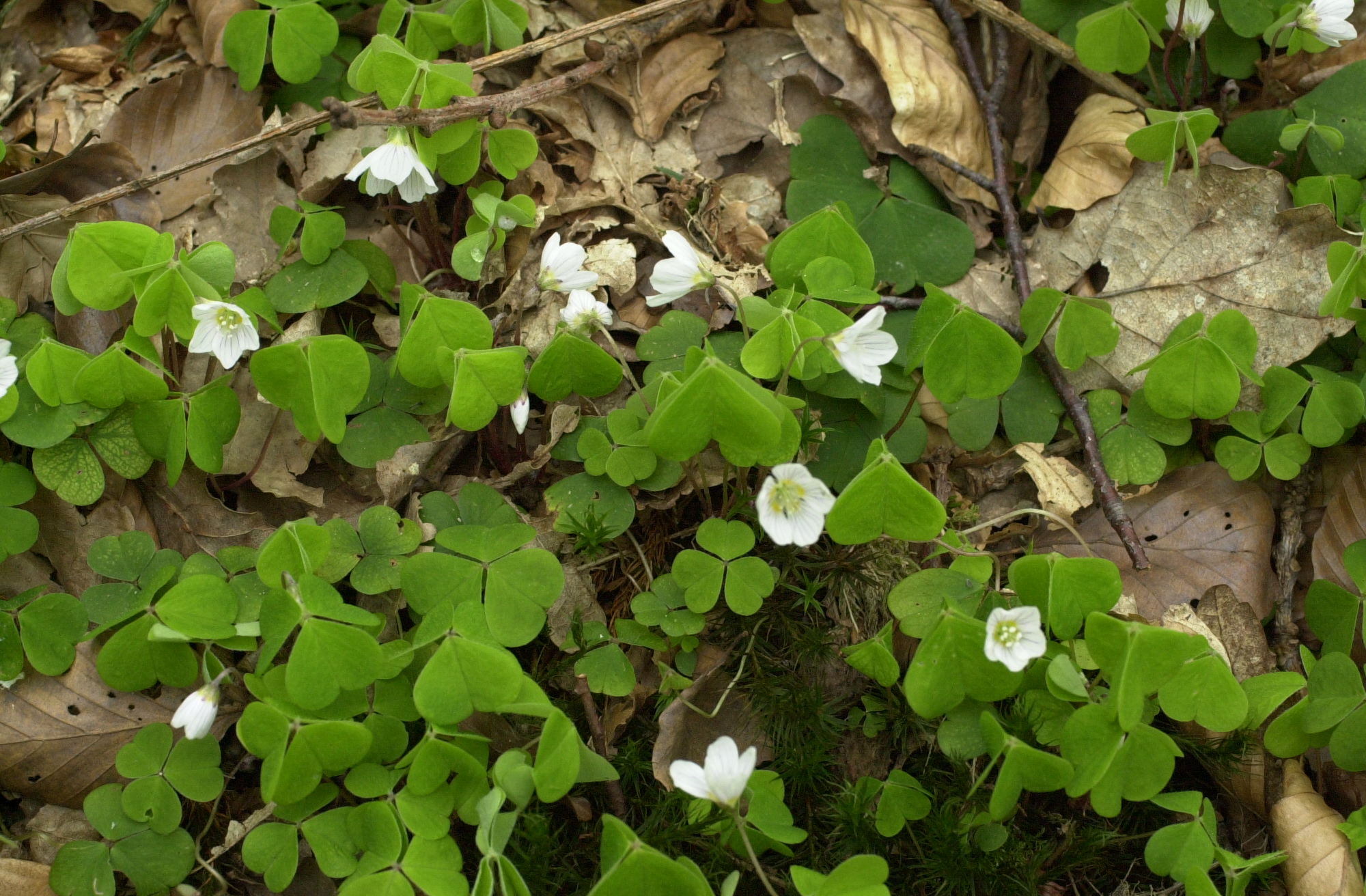 oxalis_acetosella1md