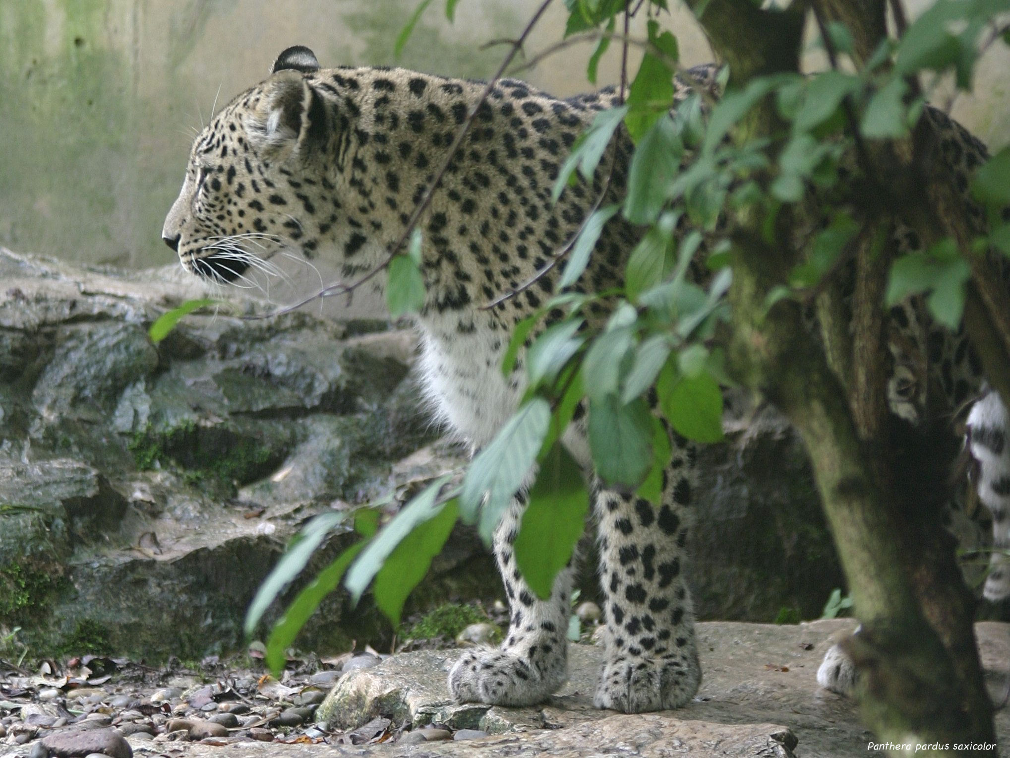 panthera_pardus_saxicolor2sd