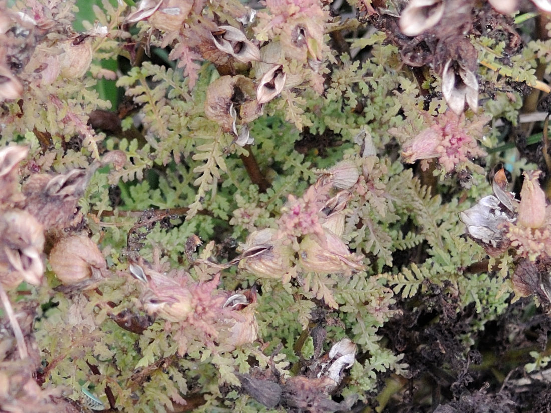 pedicularis_palustris5md