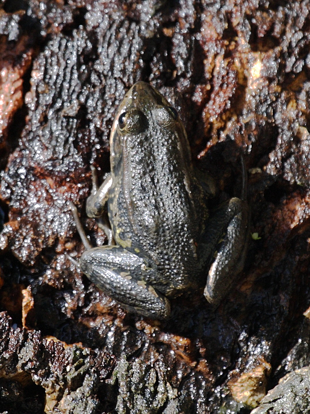 pelophylax_bergeri3bd