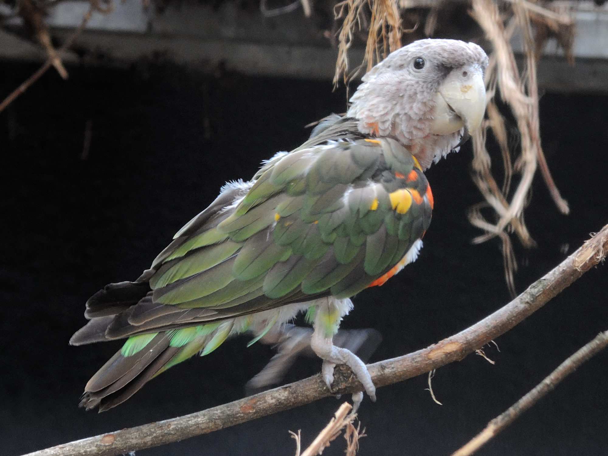 perroquet_robuste_-_poicephalus_robustus_fuscicollis1md