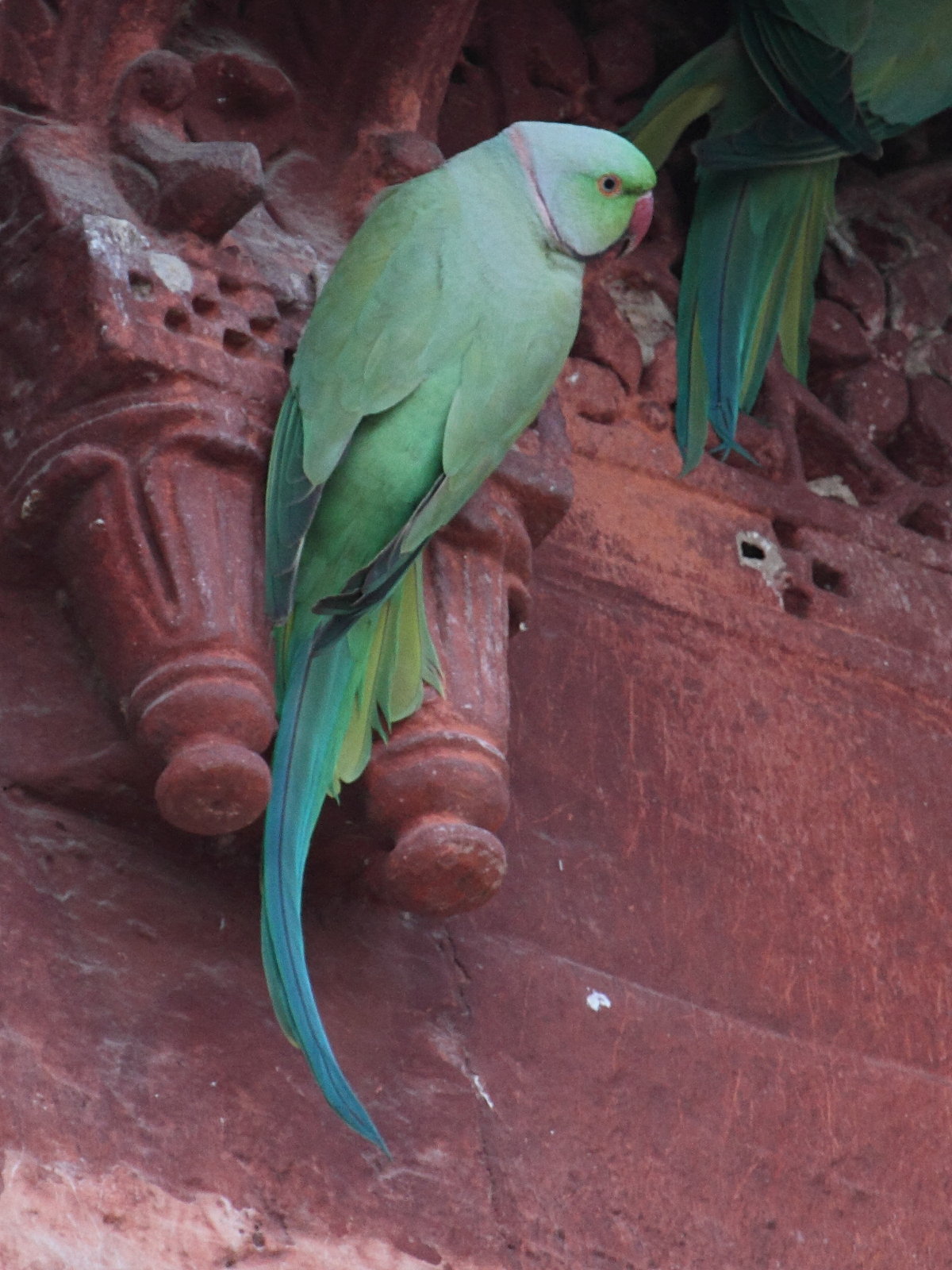 perruche_a_collier_-_psittacula_krameri2bd